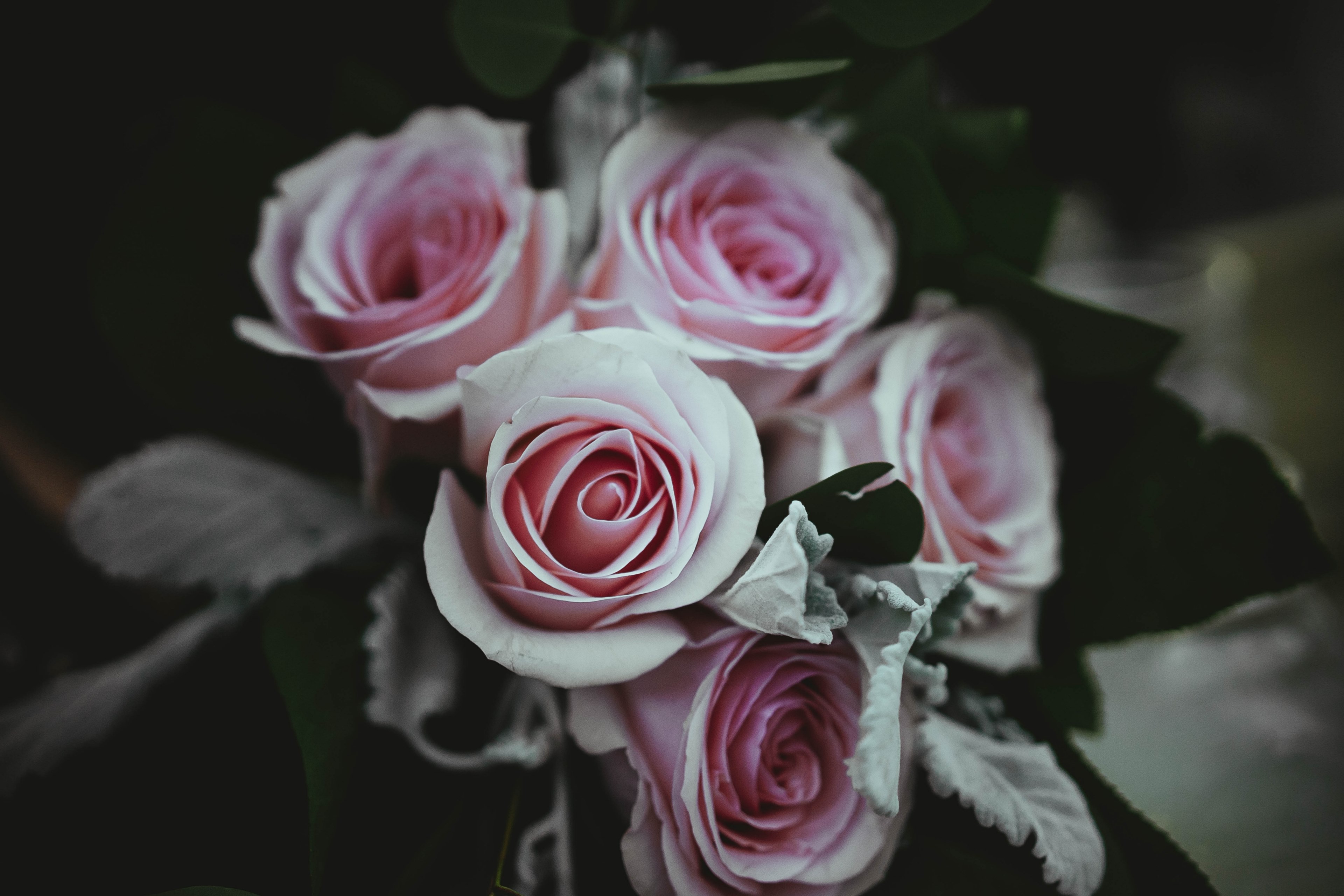 a pale shot of regular pink roses, pink bouquet 4k, HD Wallpaper