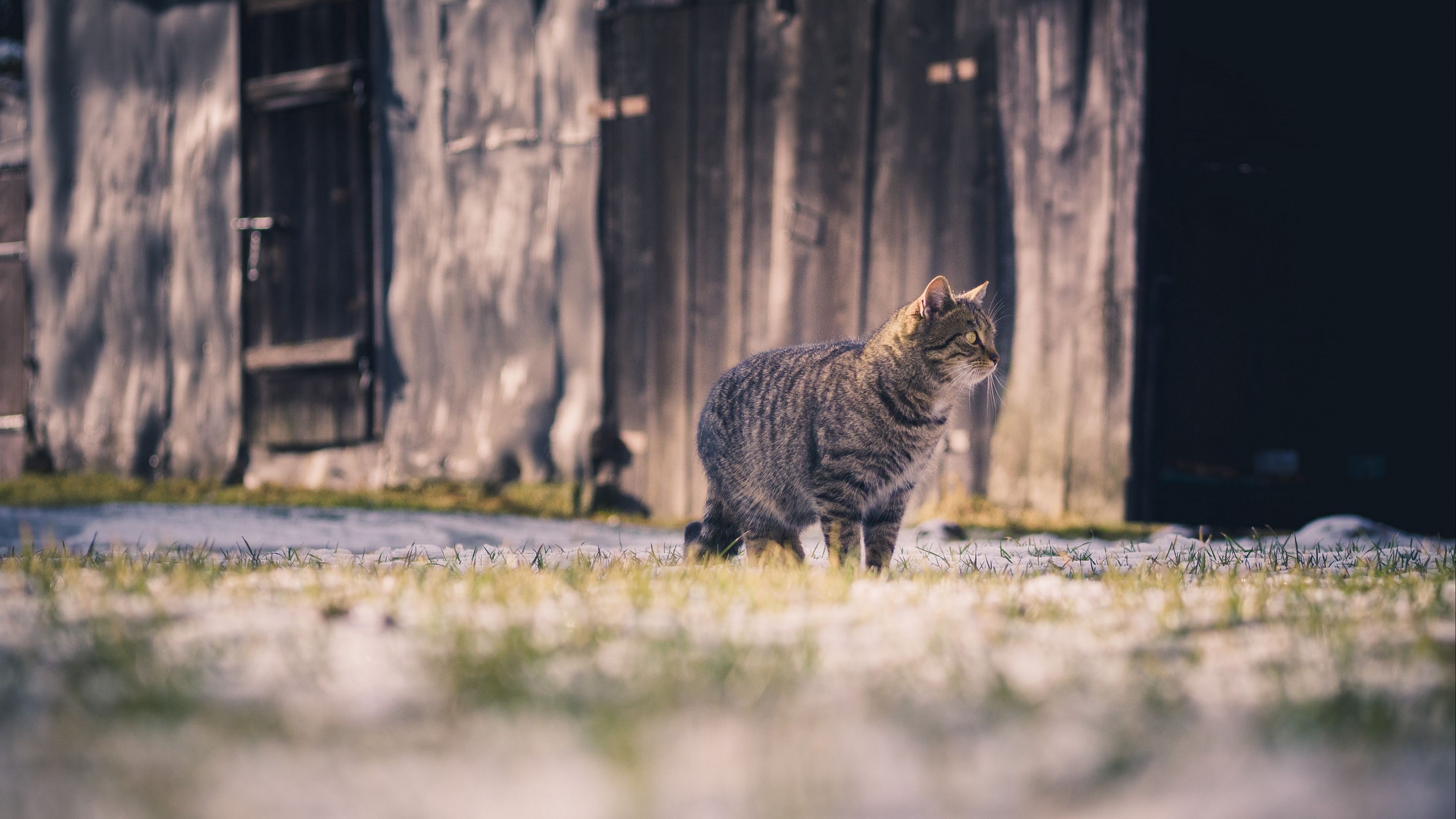 cat, tabby, walk, 4k, HD Wallpaper