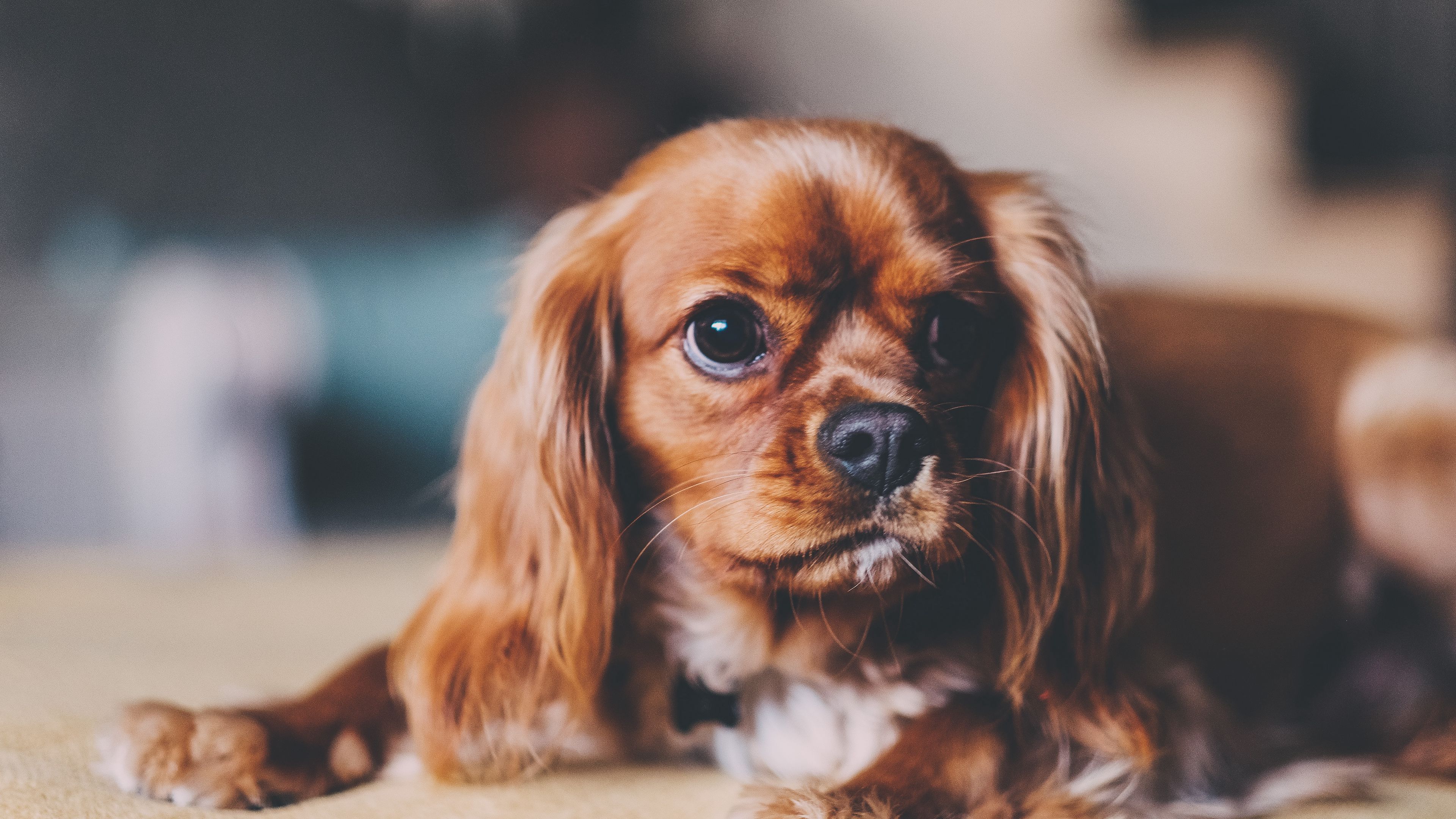 dog, puppy, muzzle, 4k, HD Wallpaper