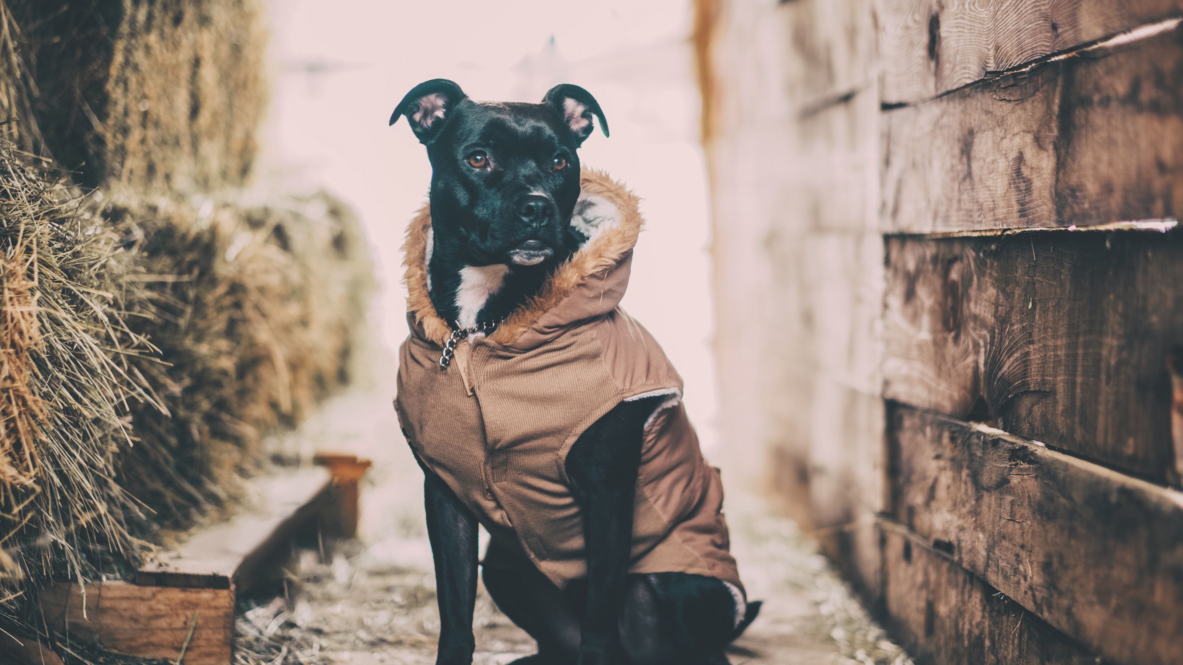 dog, costume, sitting, shepherd, 4k, HD Wallpaper