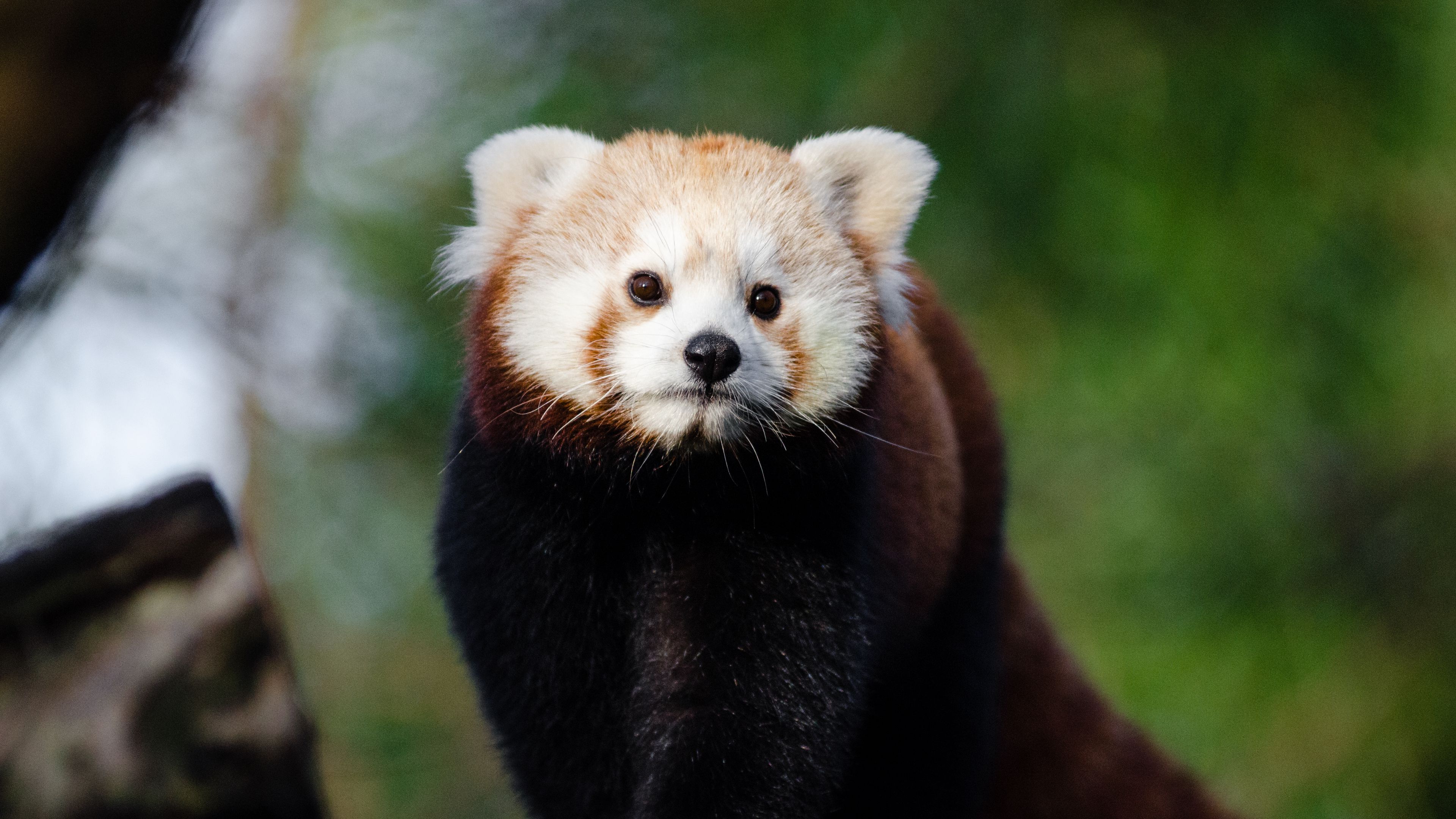 lesser panda, red panda, fire cat, 4k, HD Wallpaper