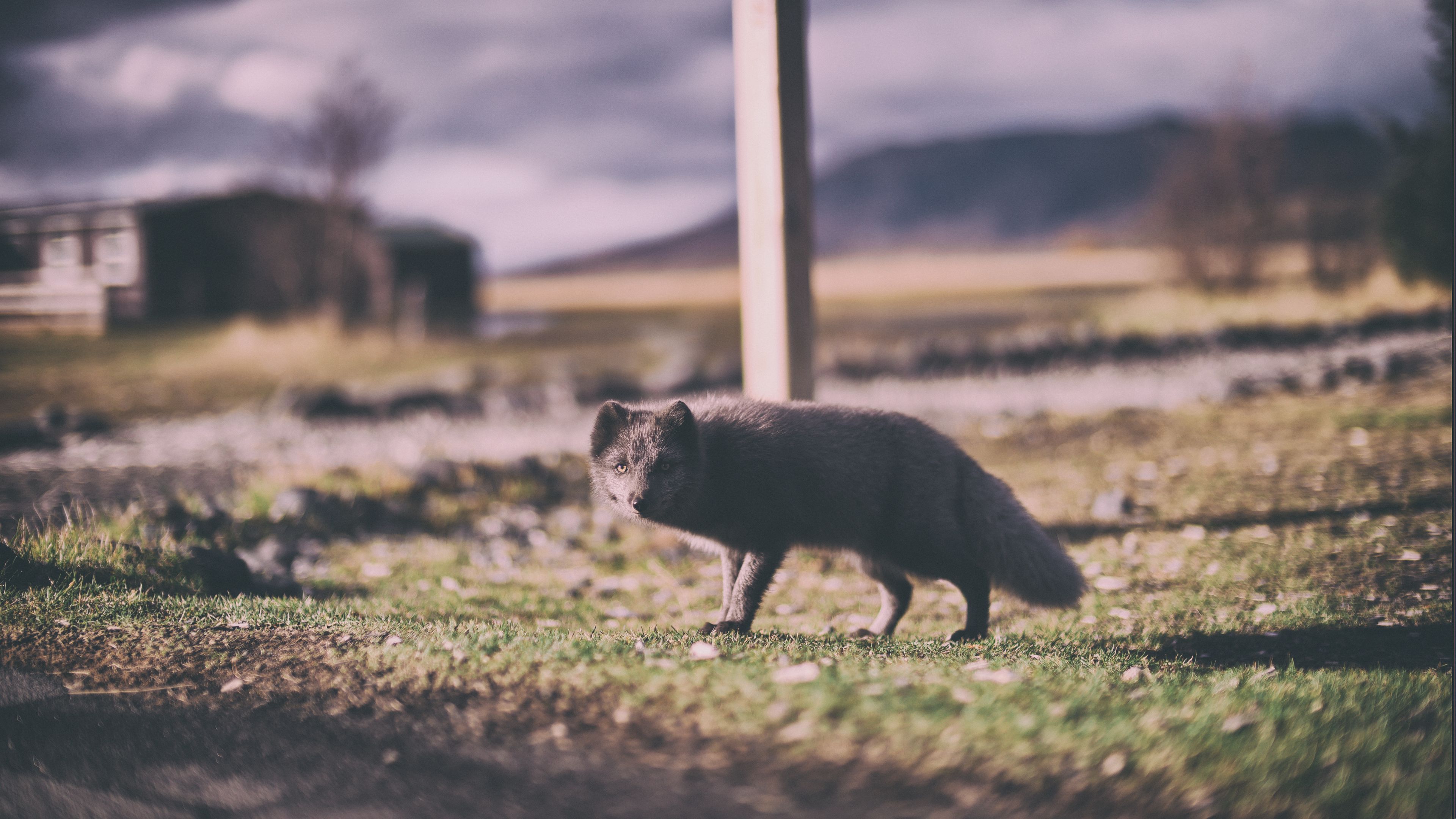 arctic fox, polar fox, hiding, 4k, HD Wallpaper