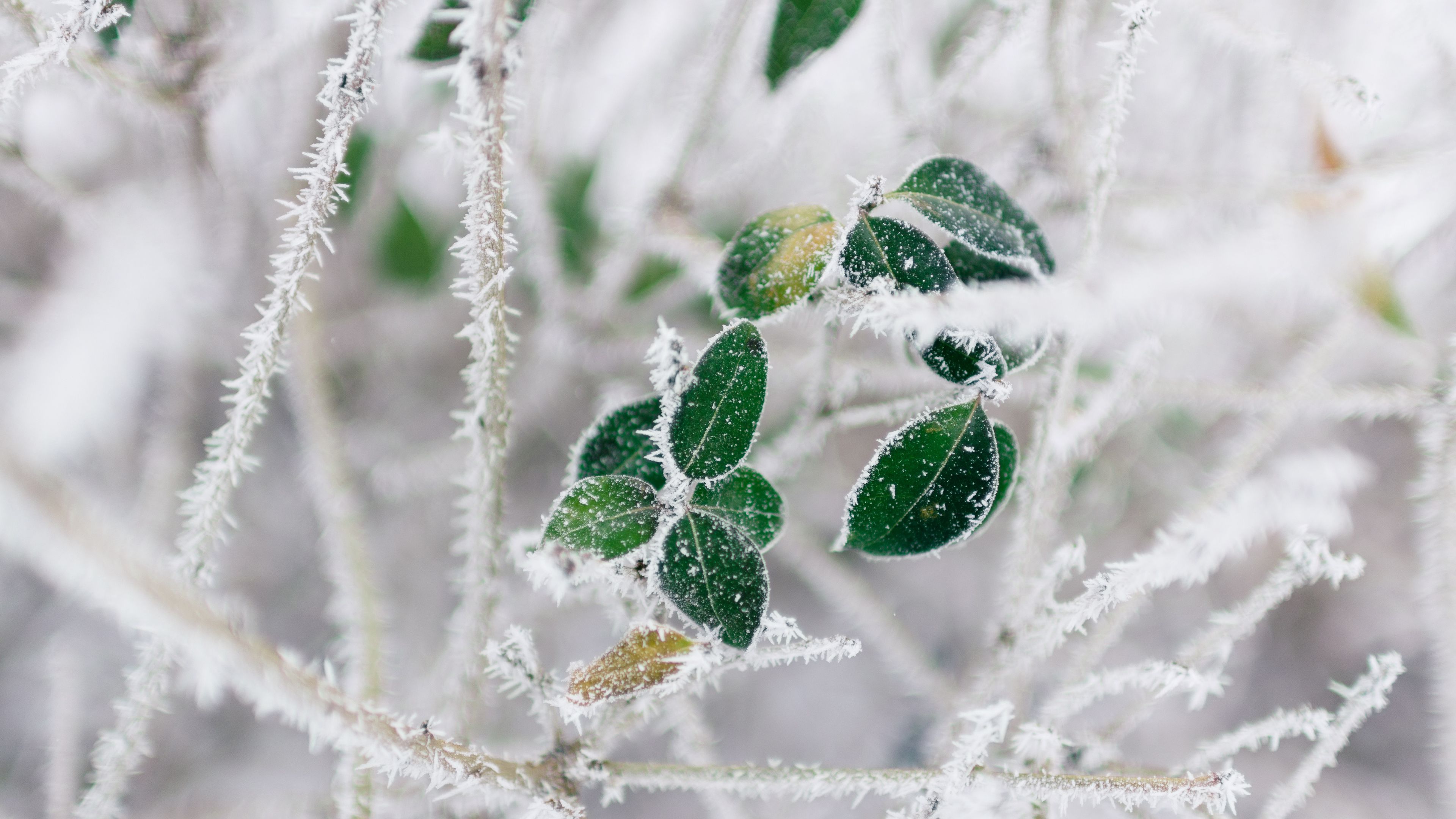 branch, frost, cold, winter, 4k, HD Wallpaper