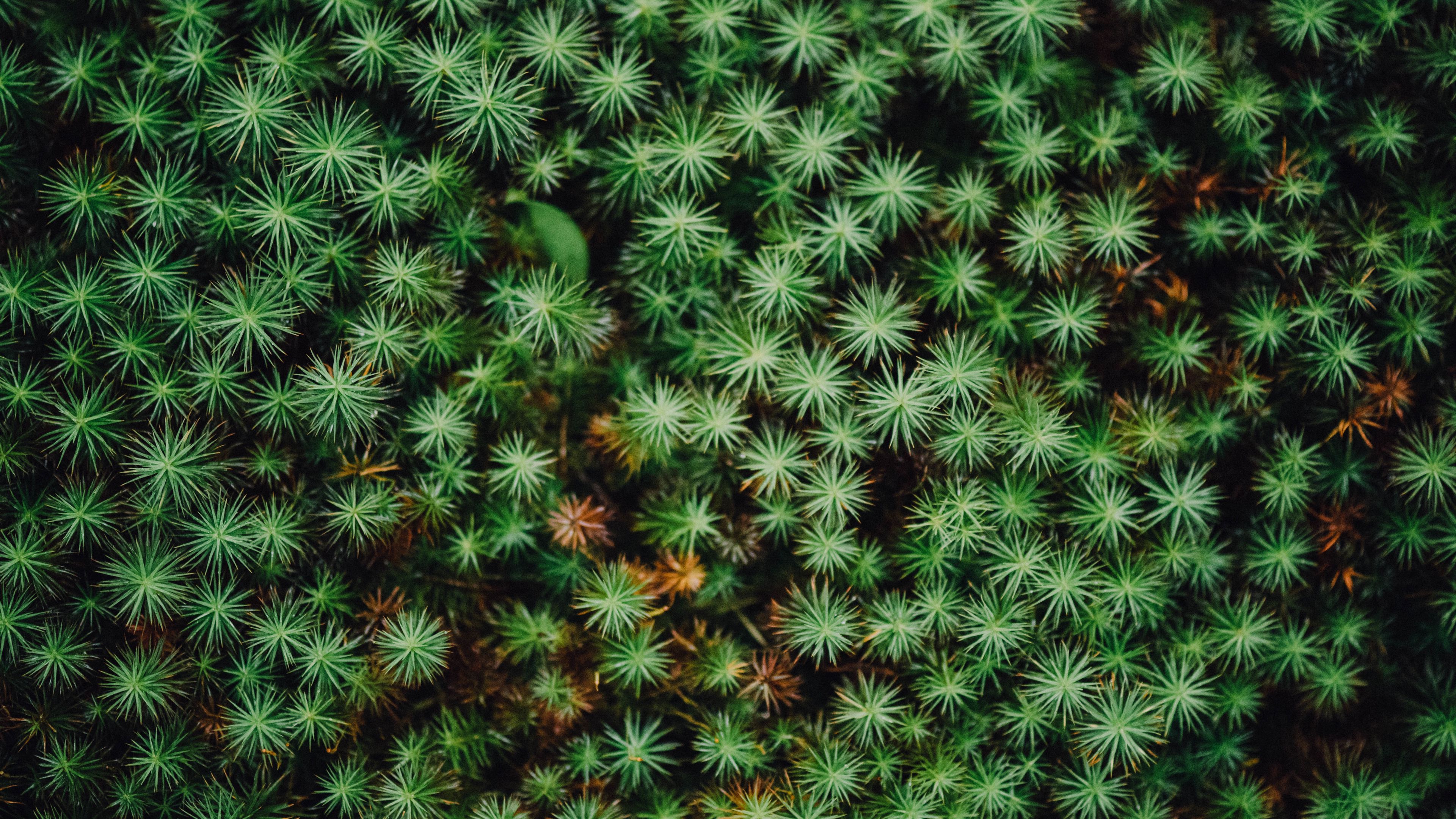 plant, leaves, green, 4k, HD Wallpaper