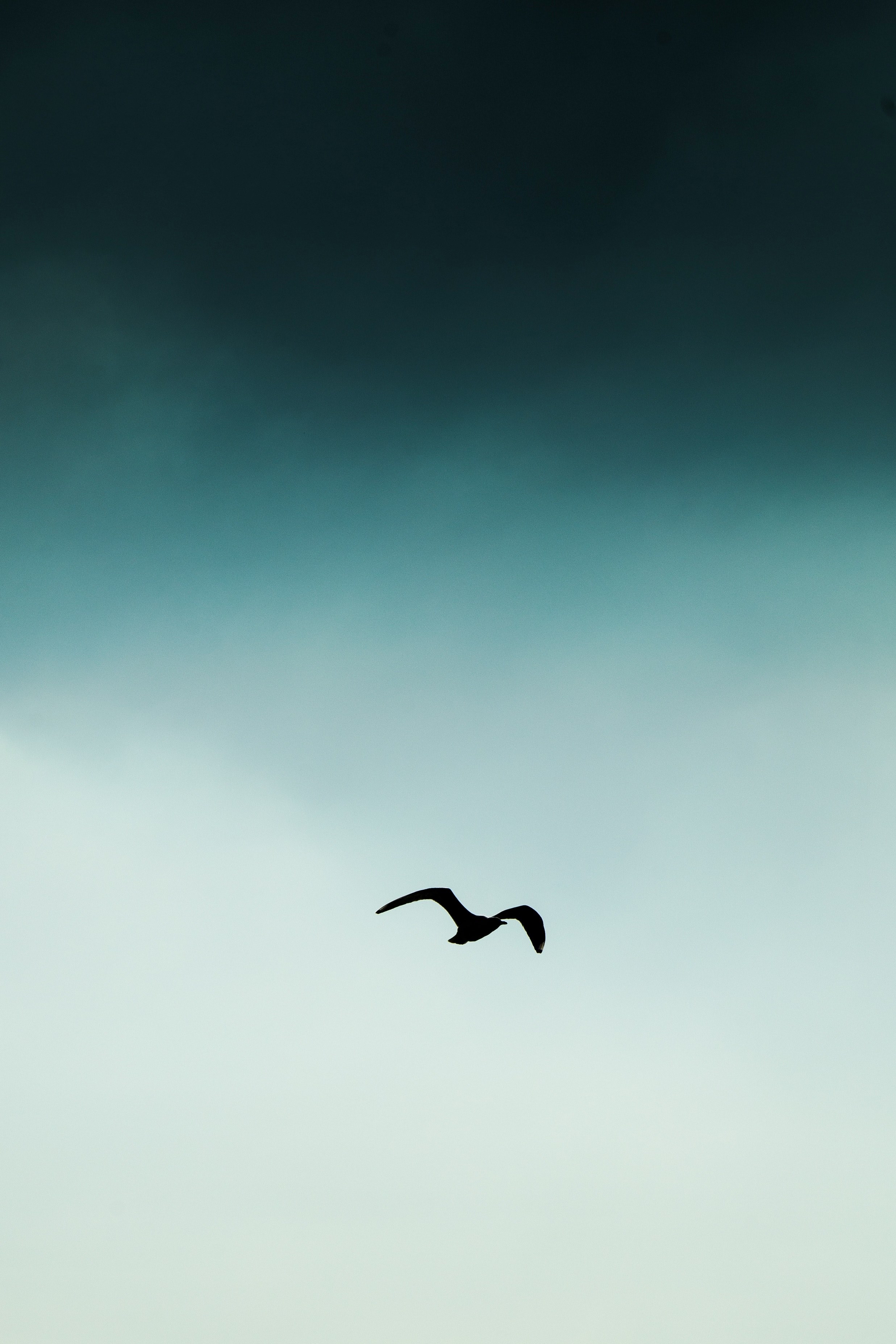 seagull bird sky and album cover hd, 4k, Phone HD Wallpaper