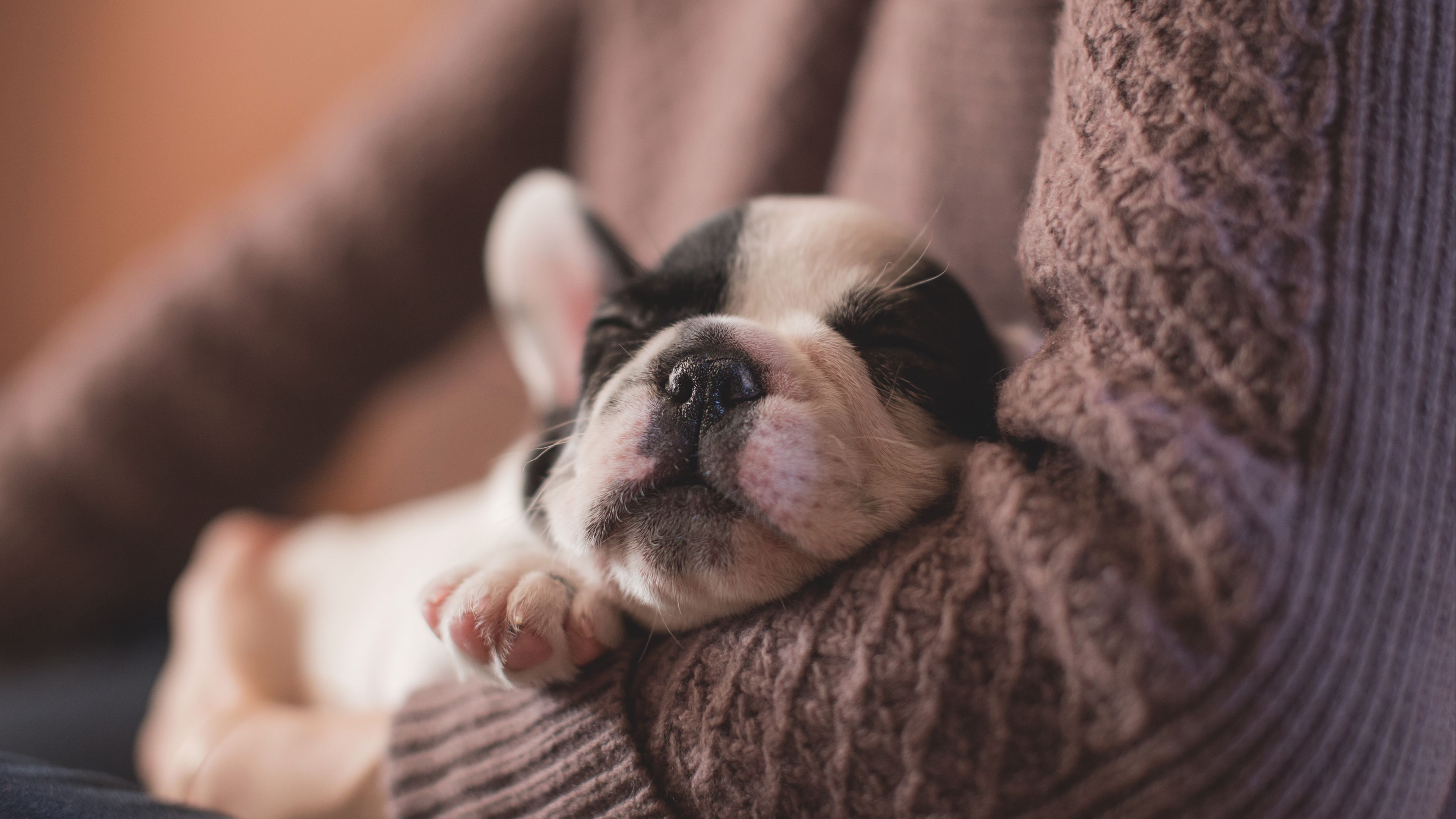 bulldog, muzzle, sleeping, 4k, HD Wallpaper