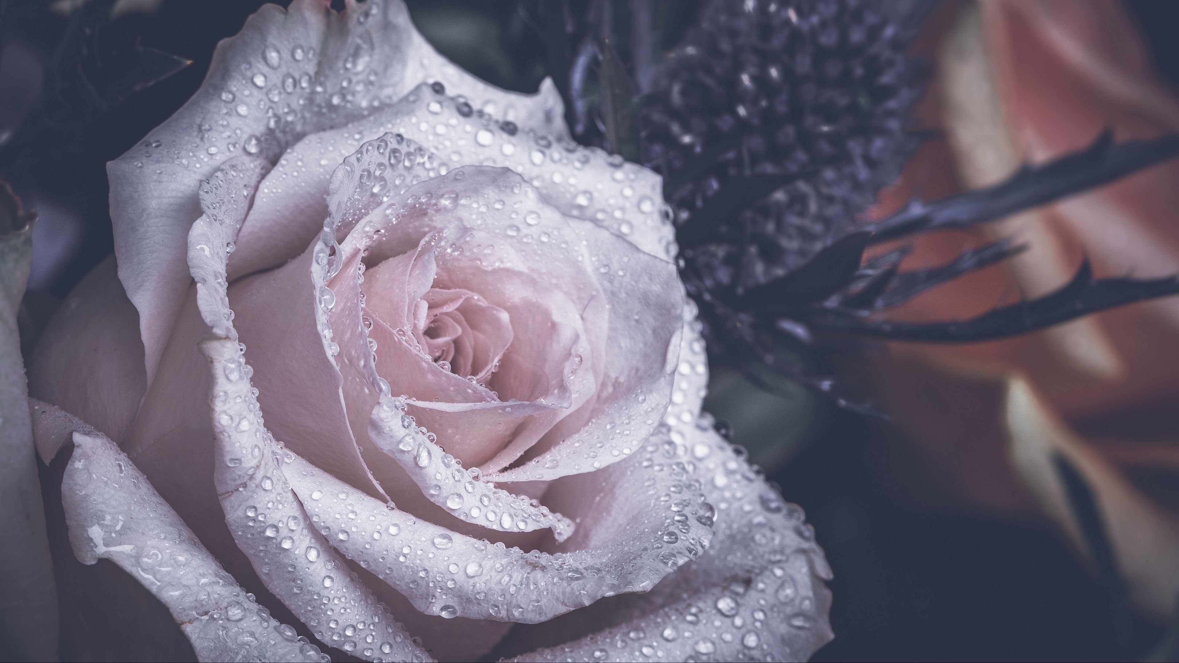 rose, petals, drops, 4k, HD Wallpaper