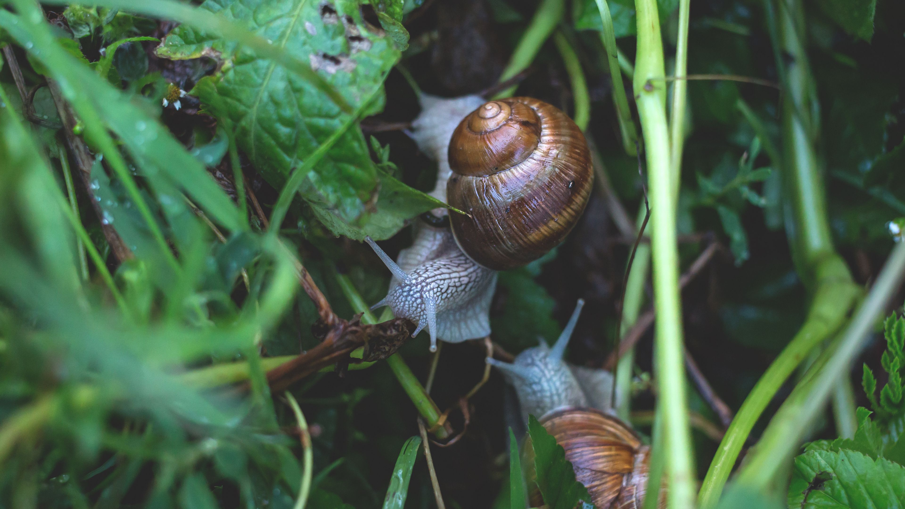 snail, grass, crawl, 4k, HD Wallpaper