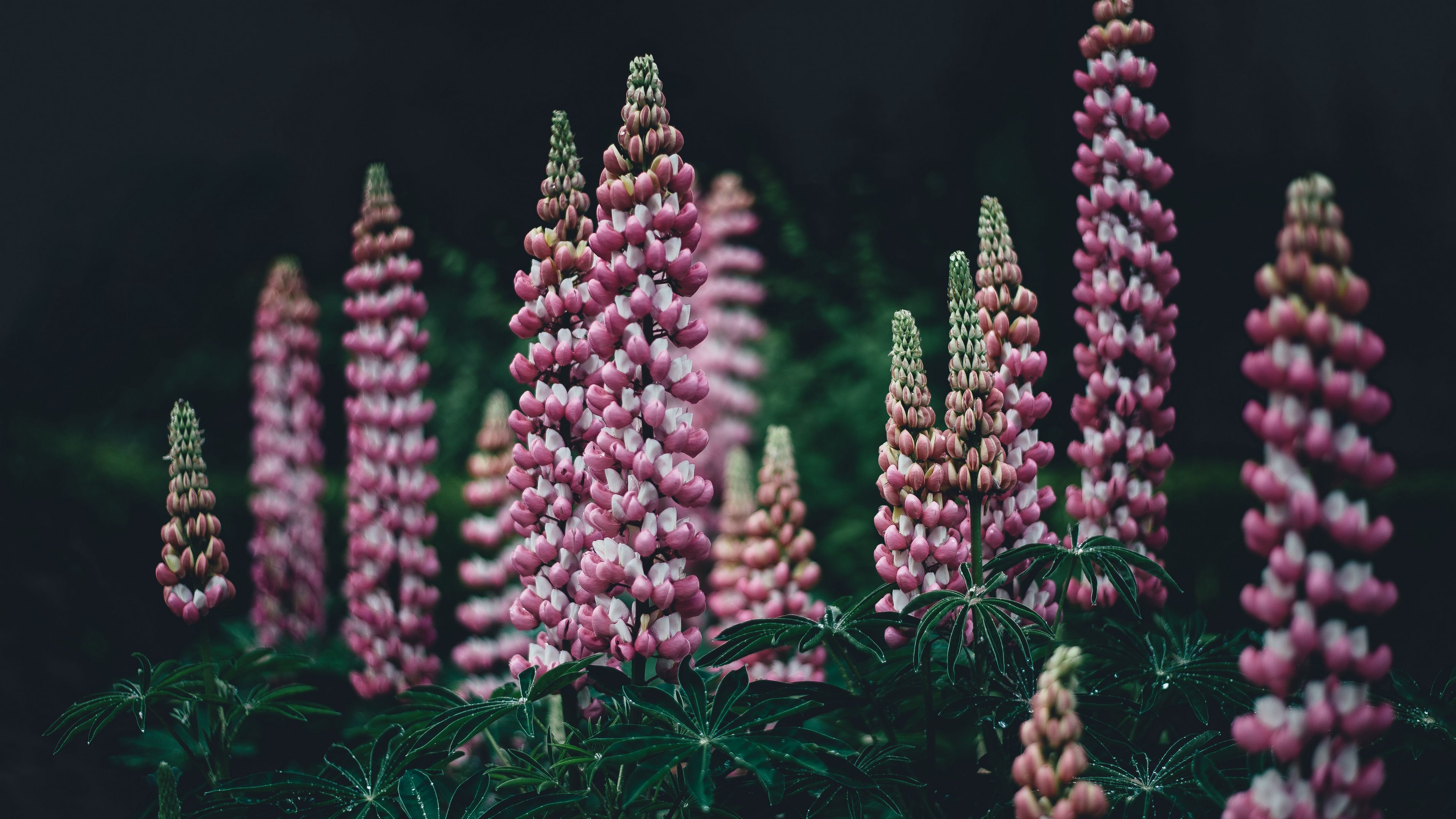 lupinus, pink, garden, 4k, HD Wallpaper