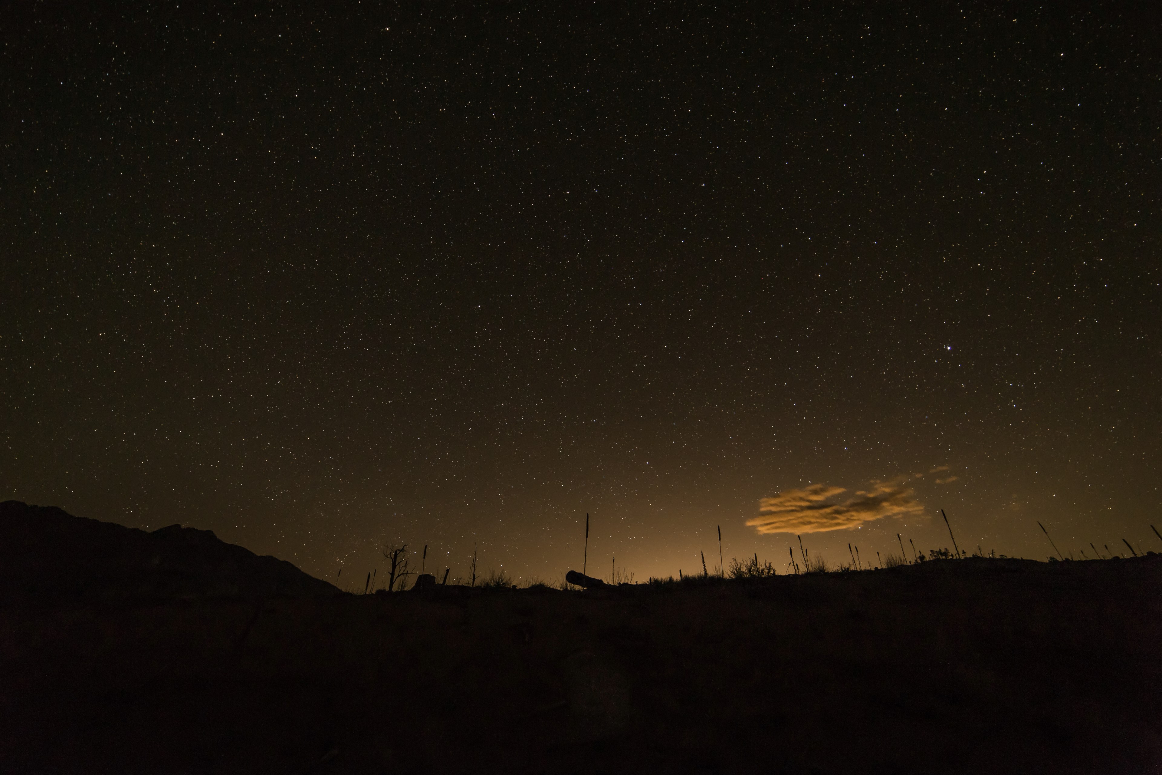 silhouettes of tall grasses against a starry sky, stars over a field 4k, HD Wallpaper