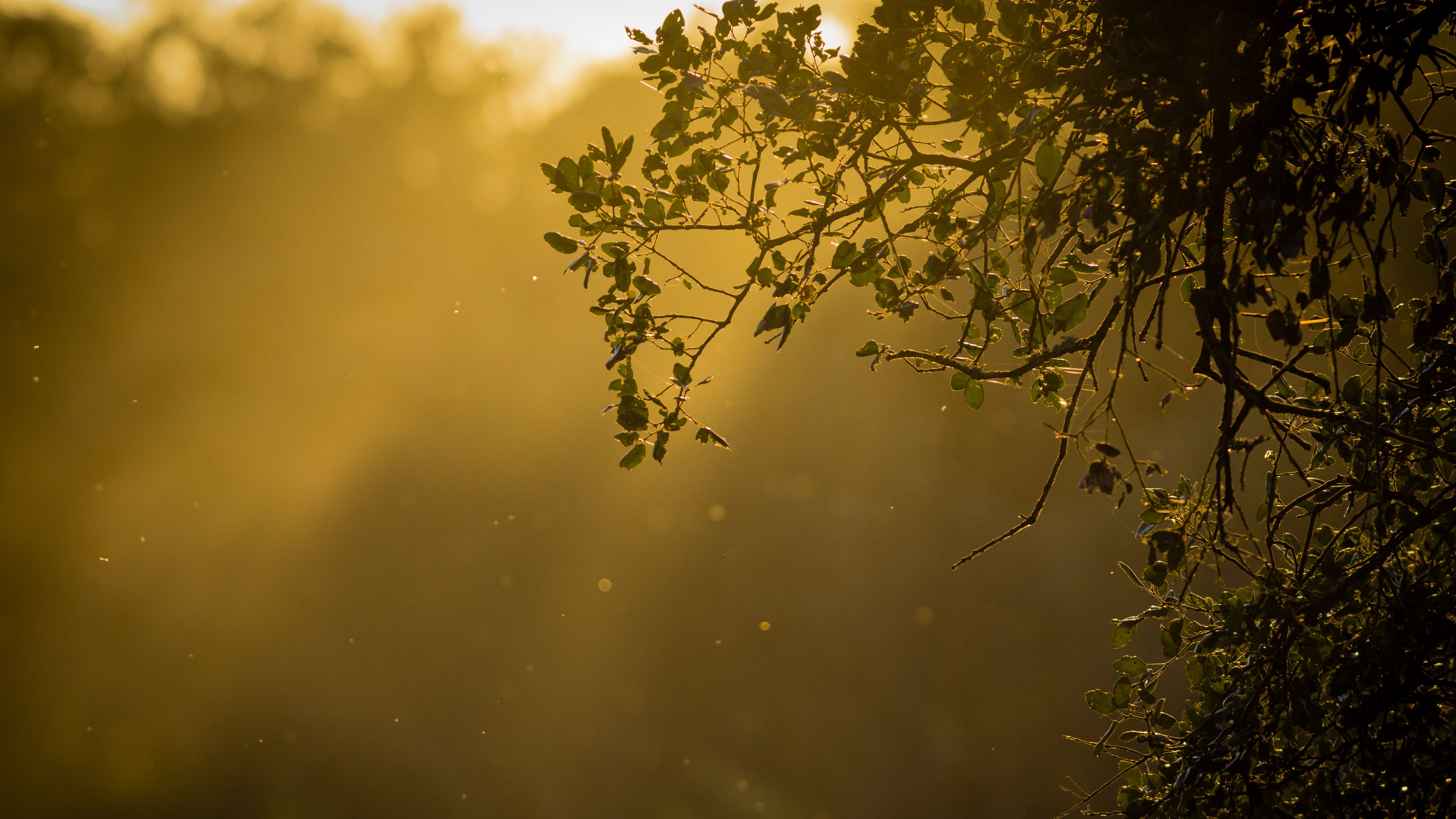 branch, glare, sun, 4k, HD Wallpaper