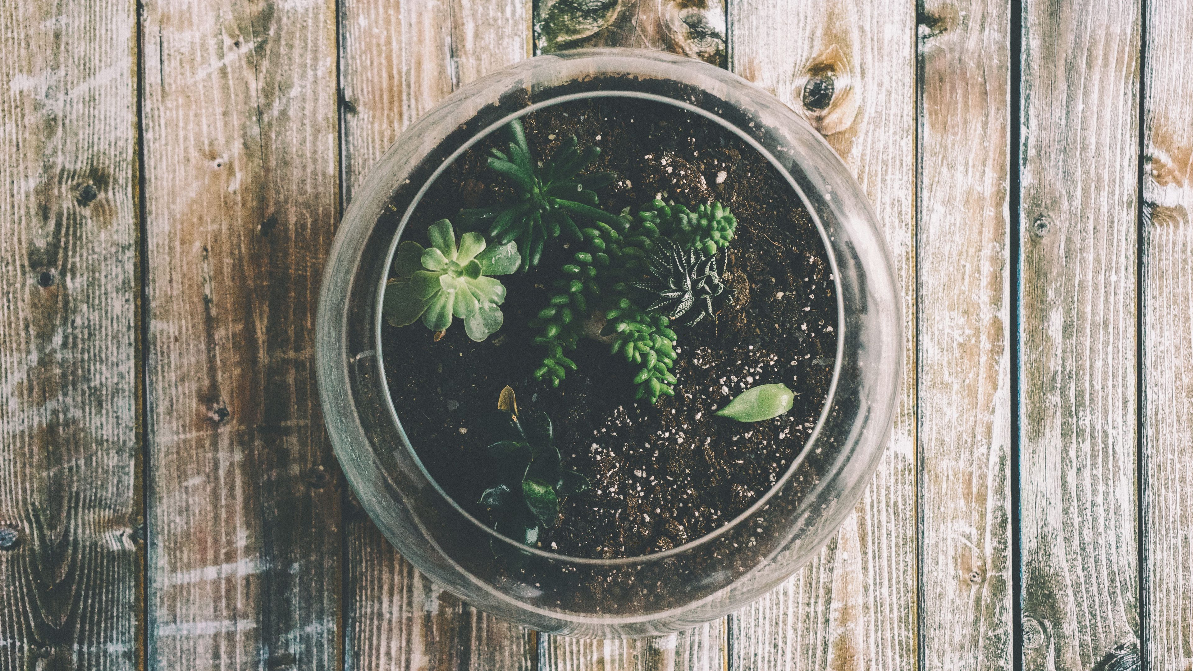 houseplant, pot, glass, 4k, HD Wallpaper