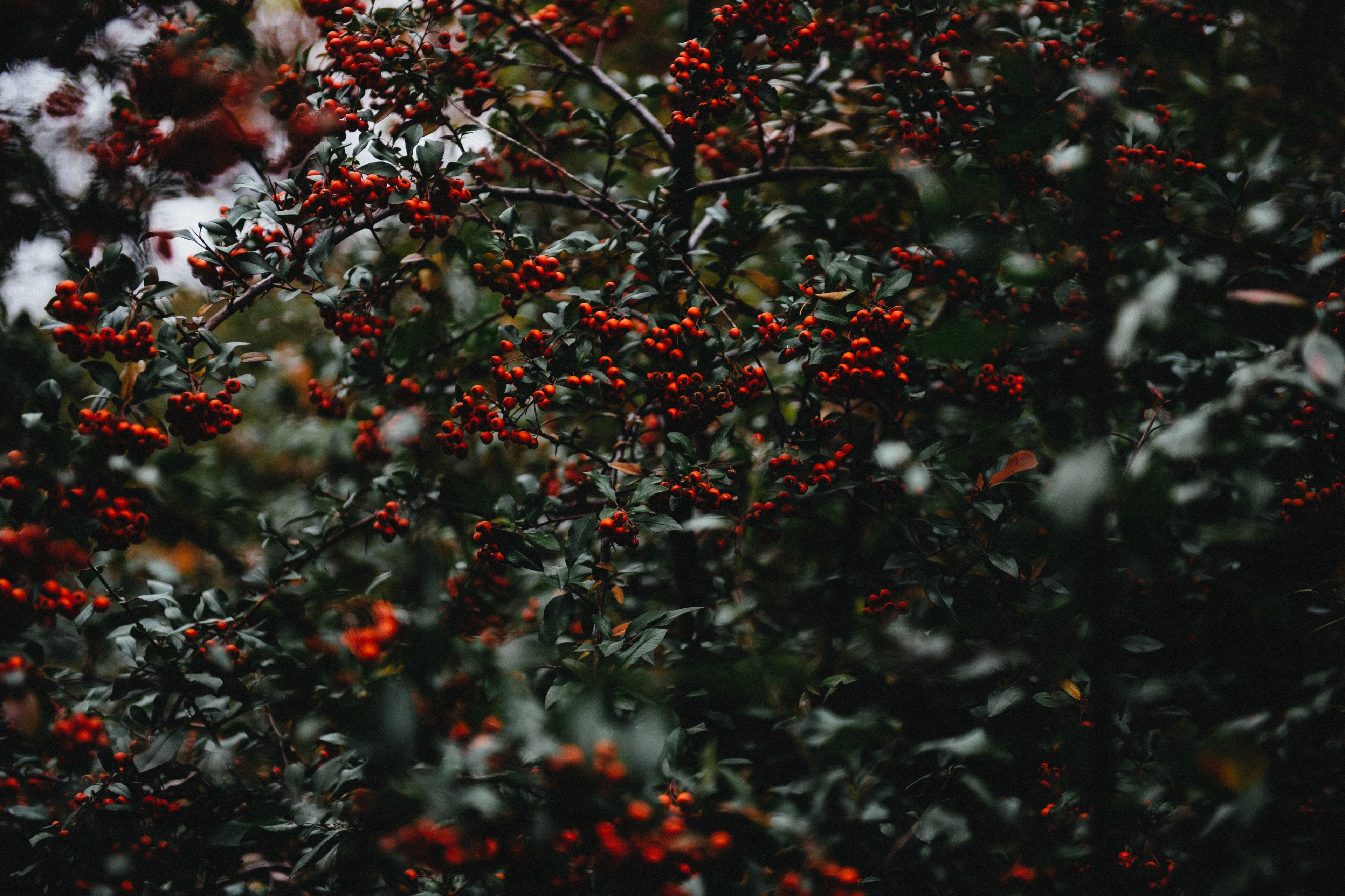 berry plant rowan and foliage 4k, HD Wallpaper