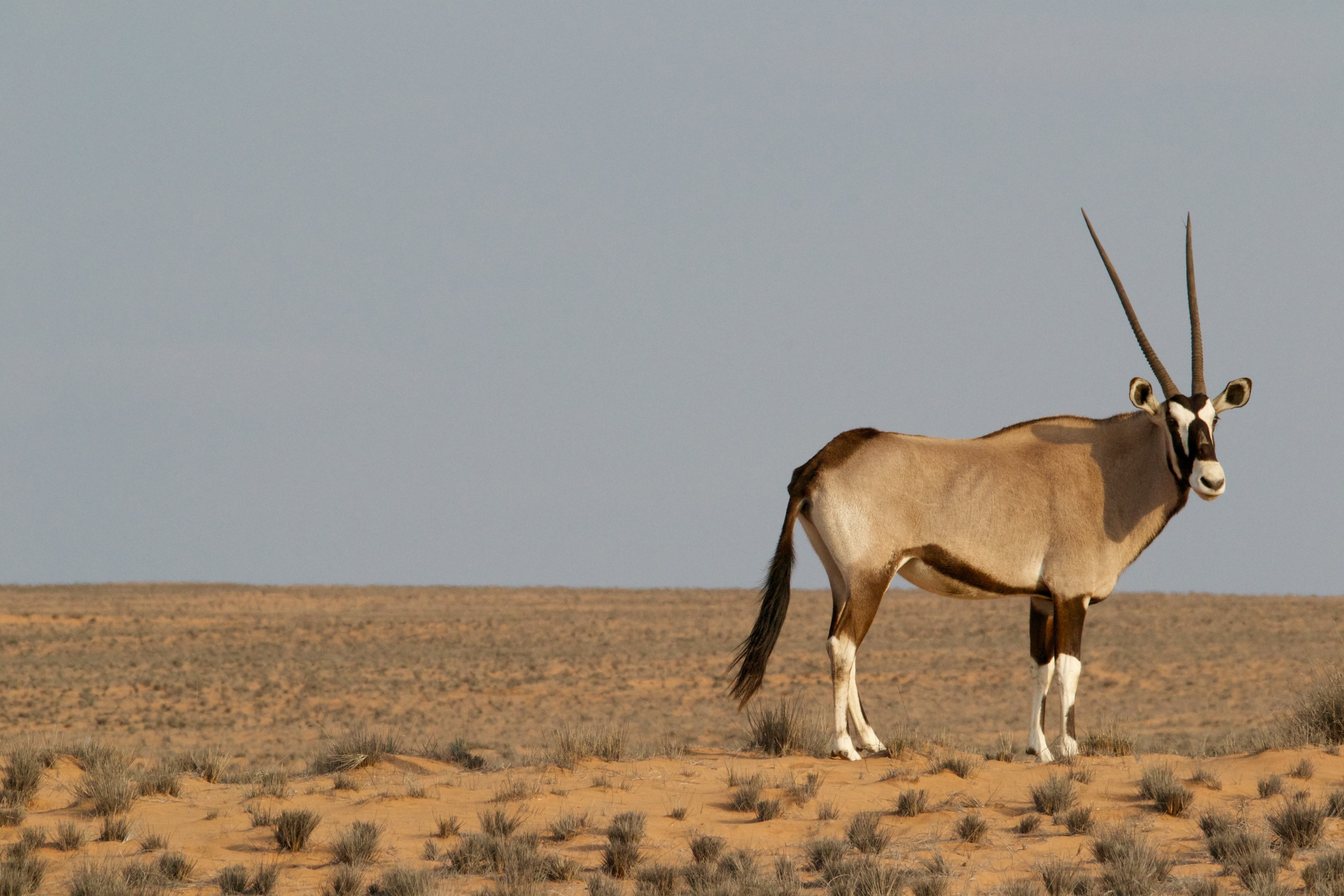 desert deer with long horns alone in a desolate landscape, wildlife in the desert 4k, HD Wallpaper