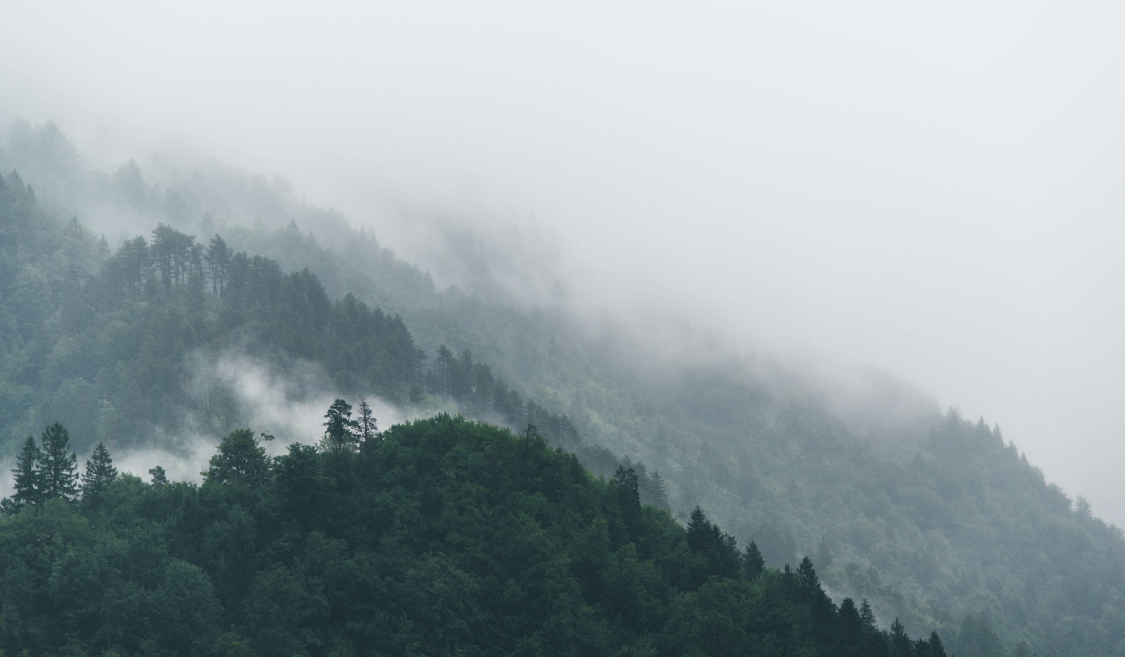 fog rolling down a forested slope in jesenice, fog on a slope in jesenice 4k, HD Wallpaper