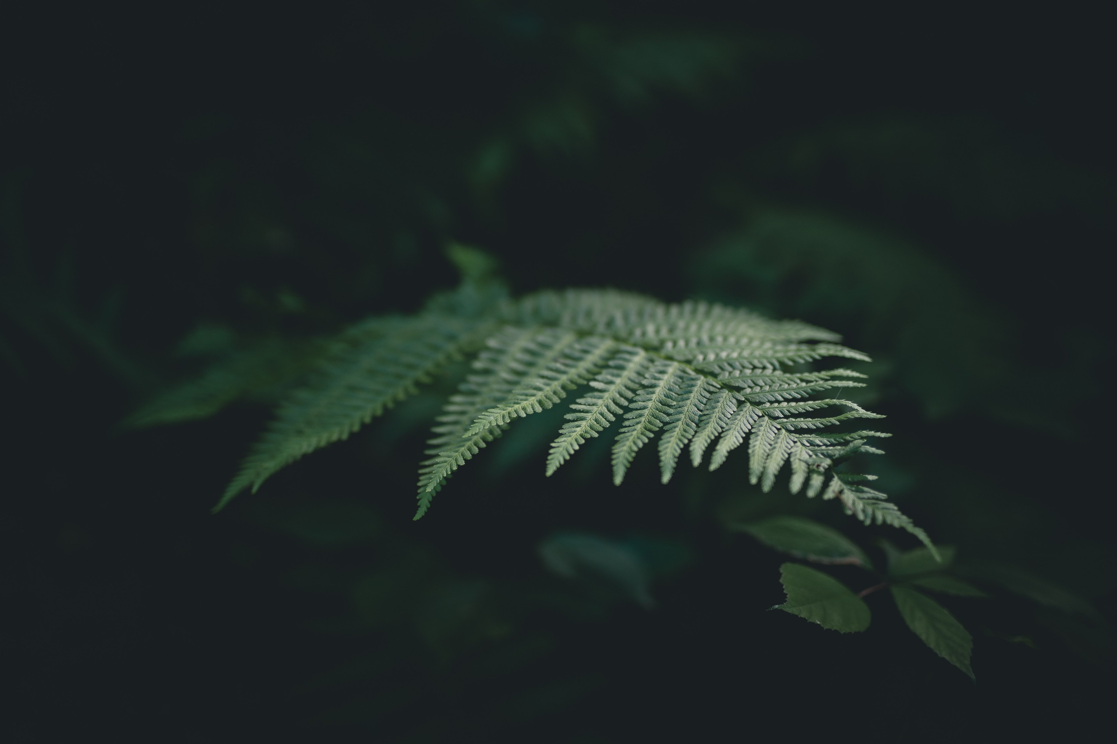 leaf garden foliage and fern 4k, HD Wallpaper