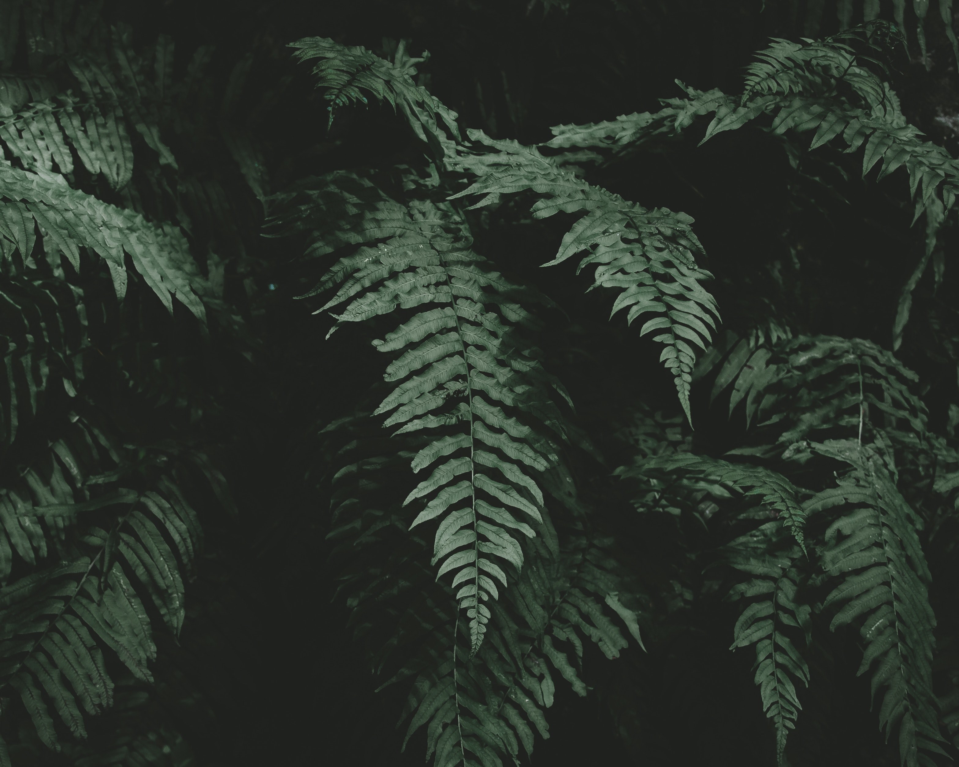 tree foliage leaf and dark 4k, HD Wallpaper