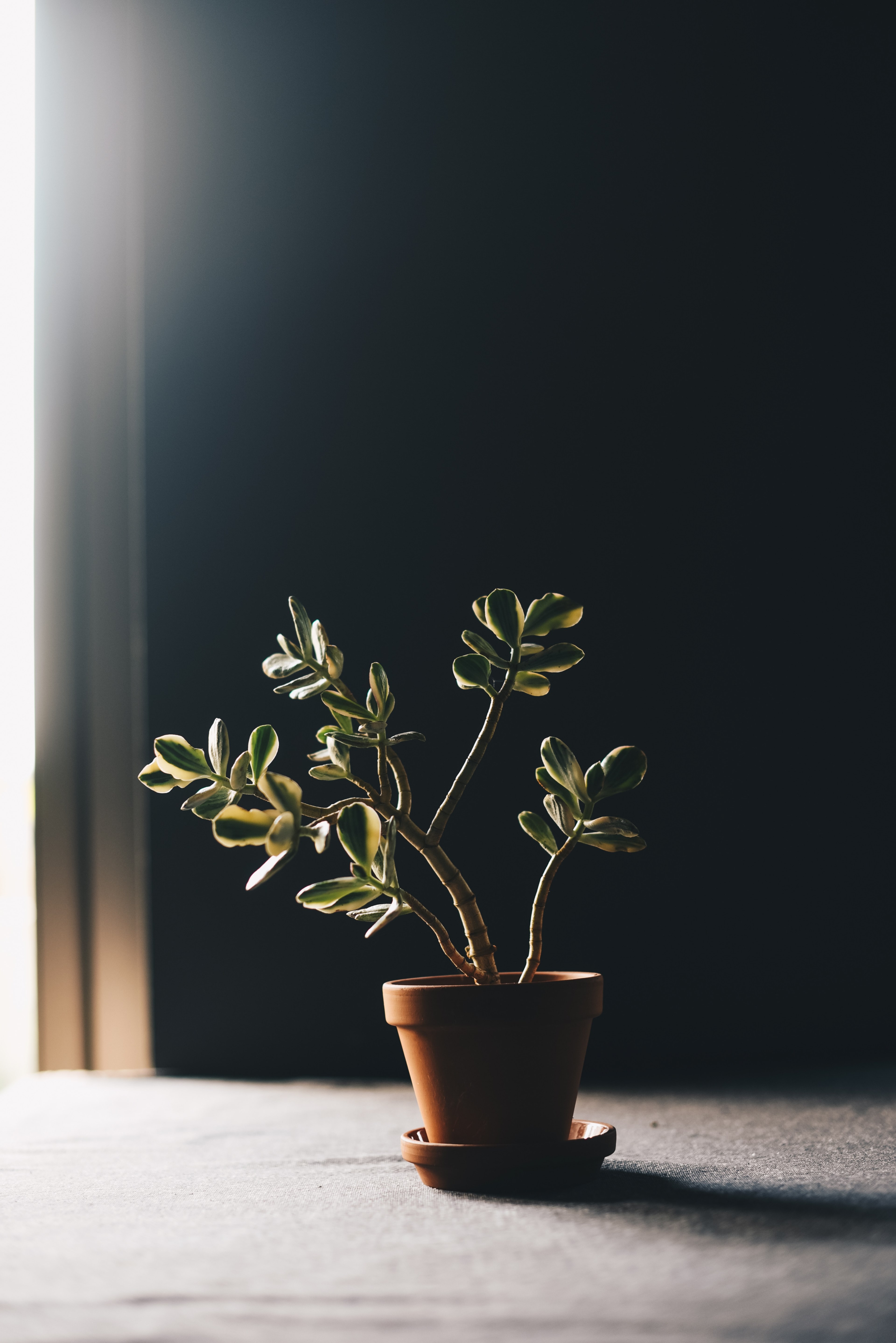 plant windowlight potted plant and house plant hd, 4k, Phone HD Wallpaper