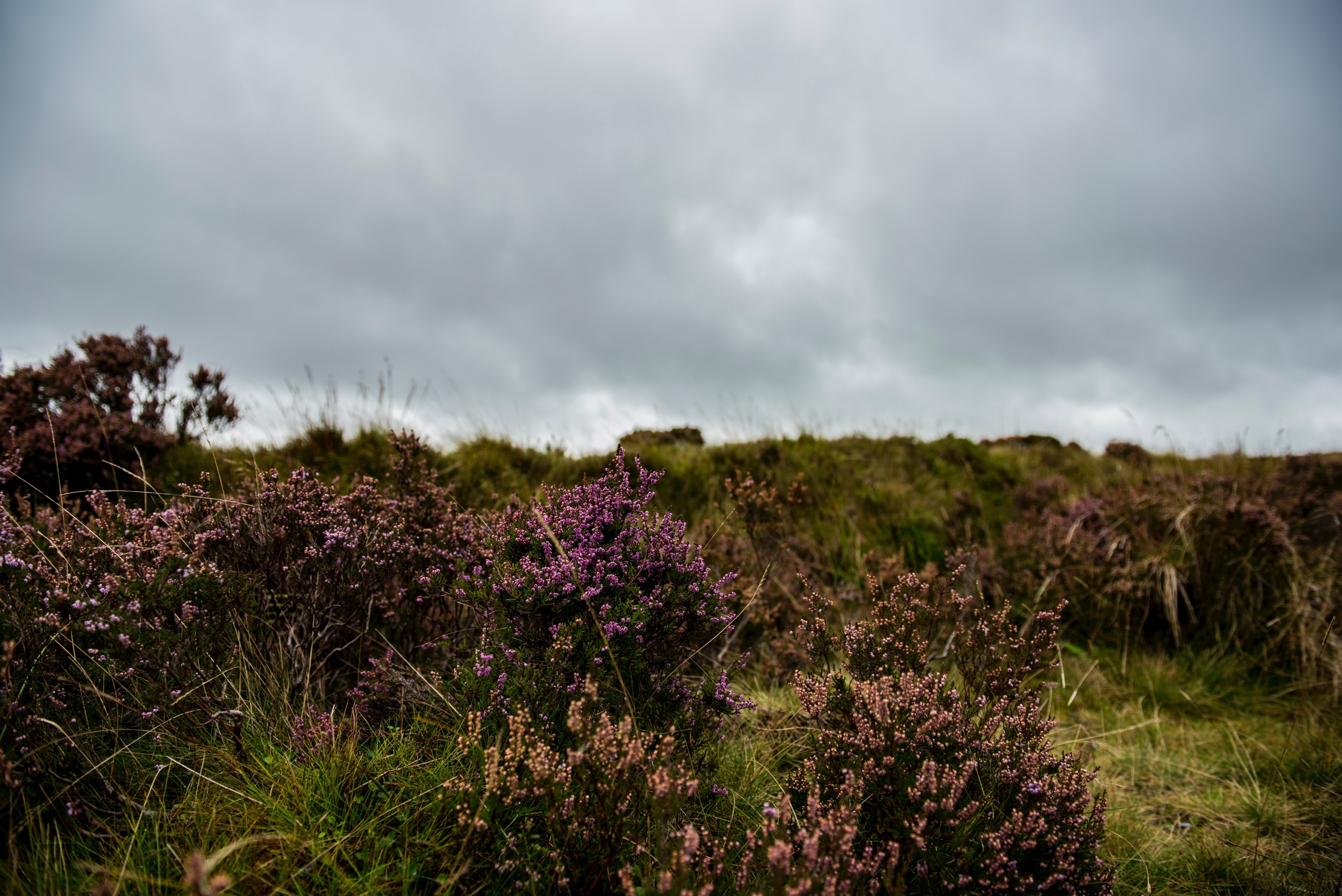 moor cloudy cloud and autumn 4k, HD Wallpaper