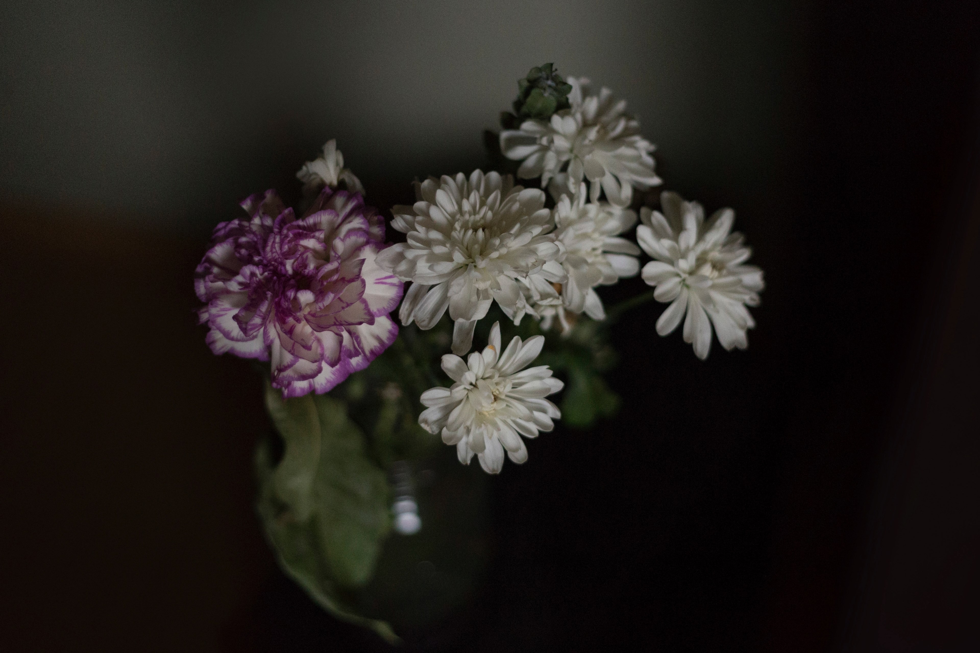 flower beautiful vanity and beauty 4k, HD Wallpaper