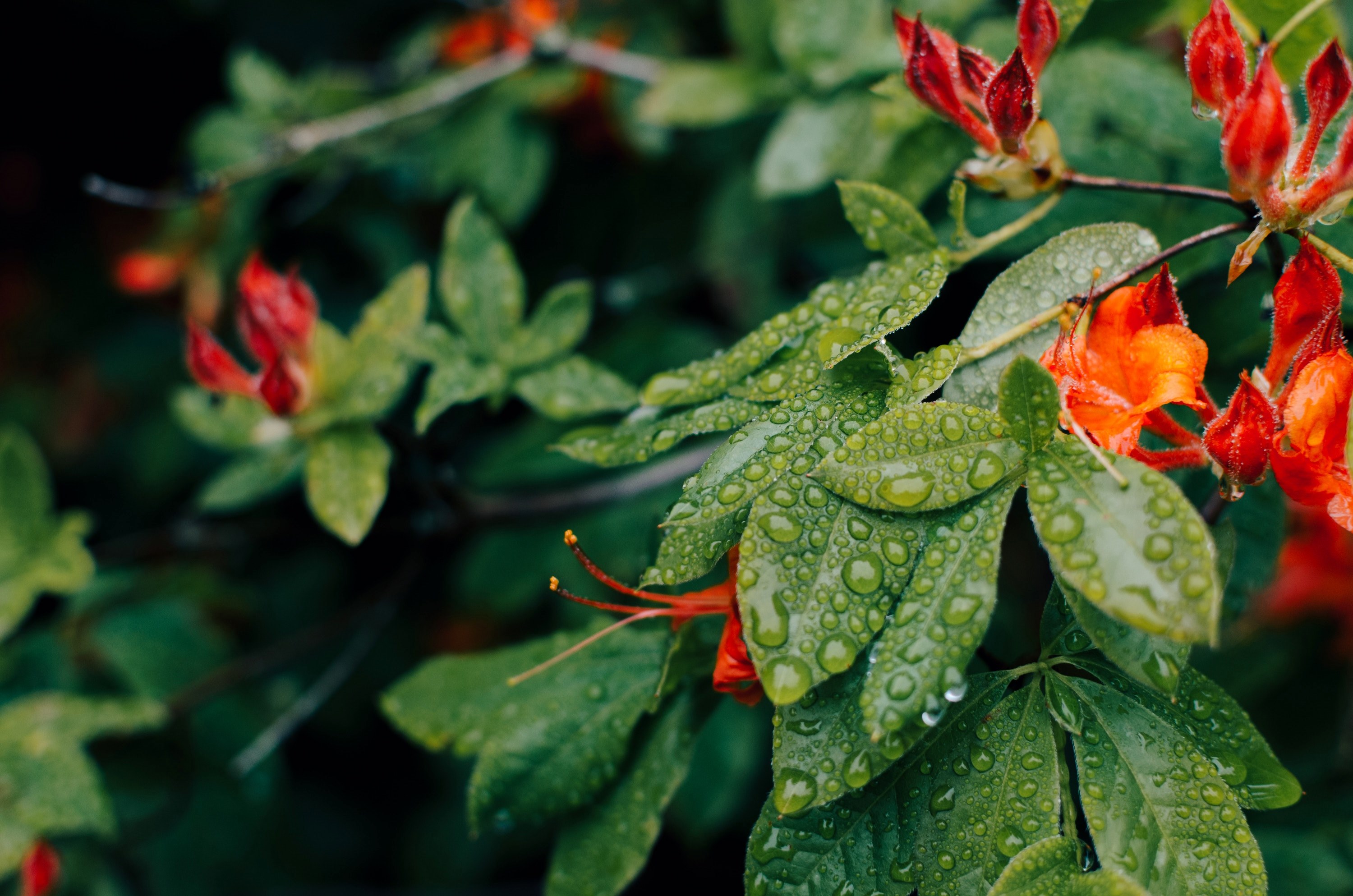 red green stem and staman 4k, HD Wallpaper