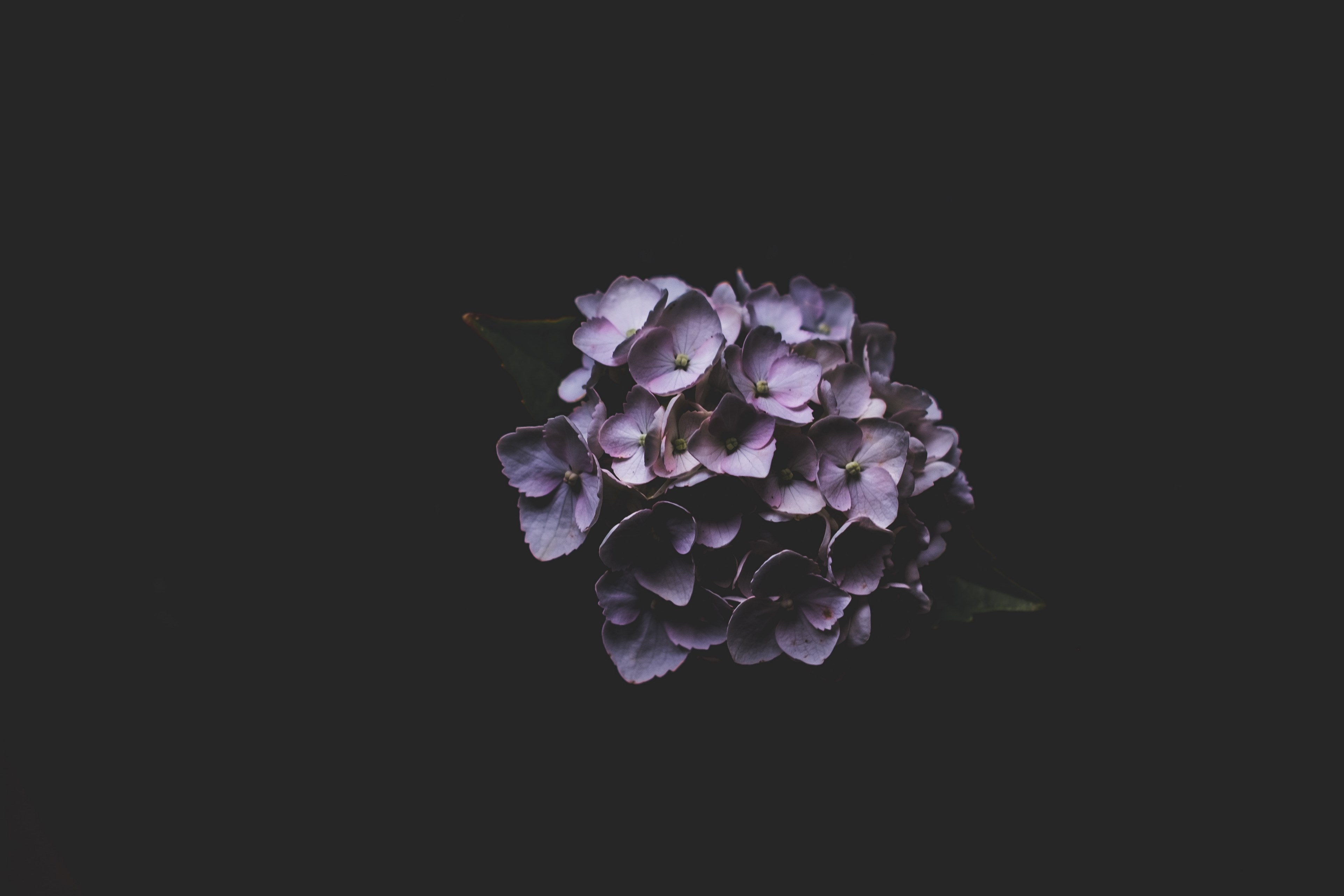 a cluster of purple hydrangea flowers against a black background, purple hydrangea 4k, HD Wallpaper