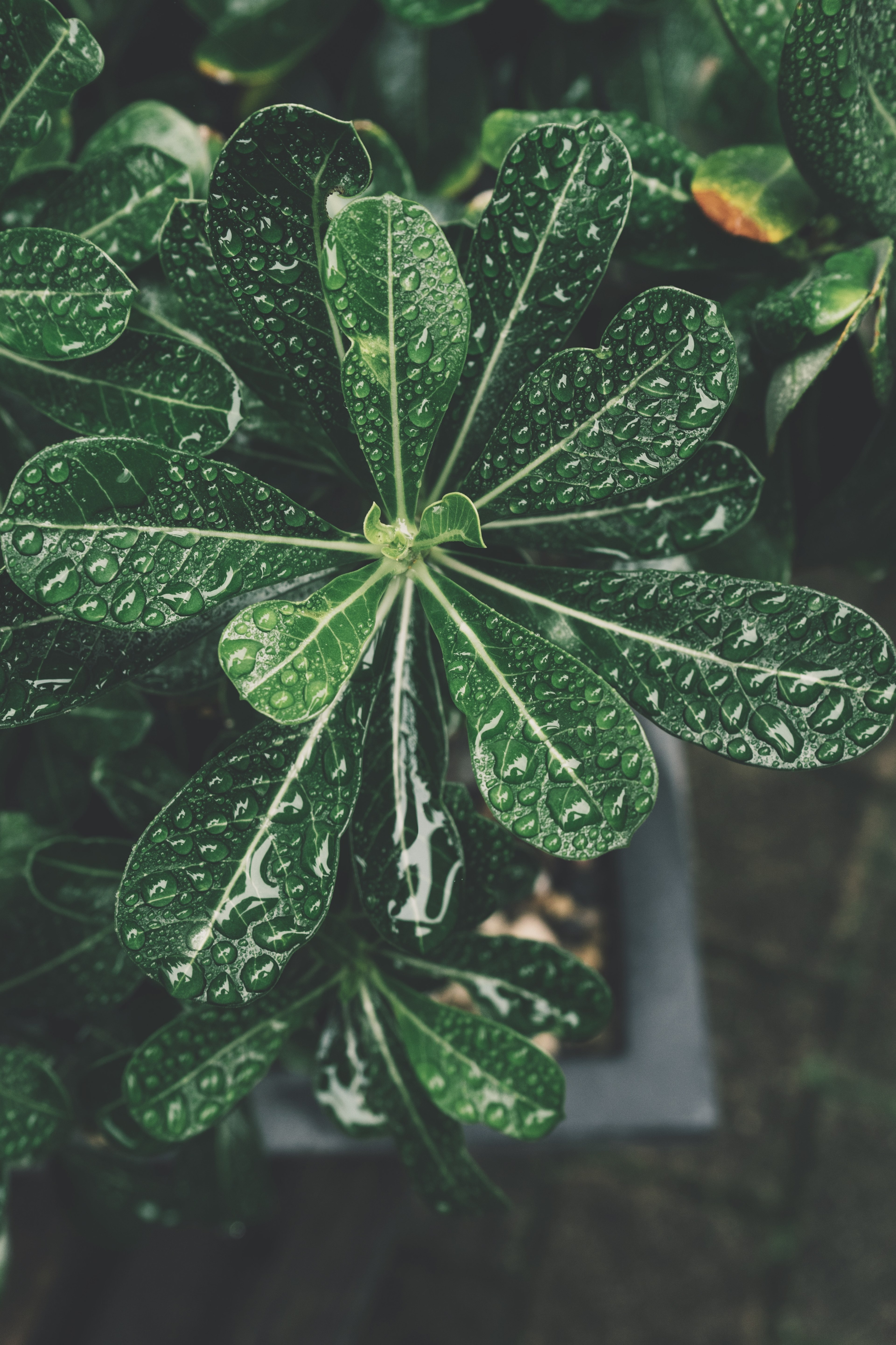 botany leaf leafe and botanical hd, 4k, Phone HD Wallpaper
