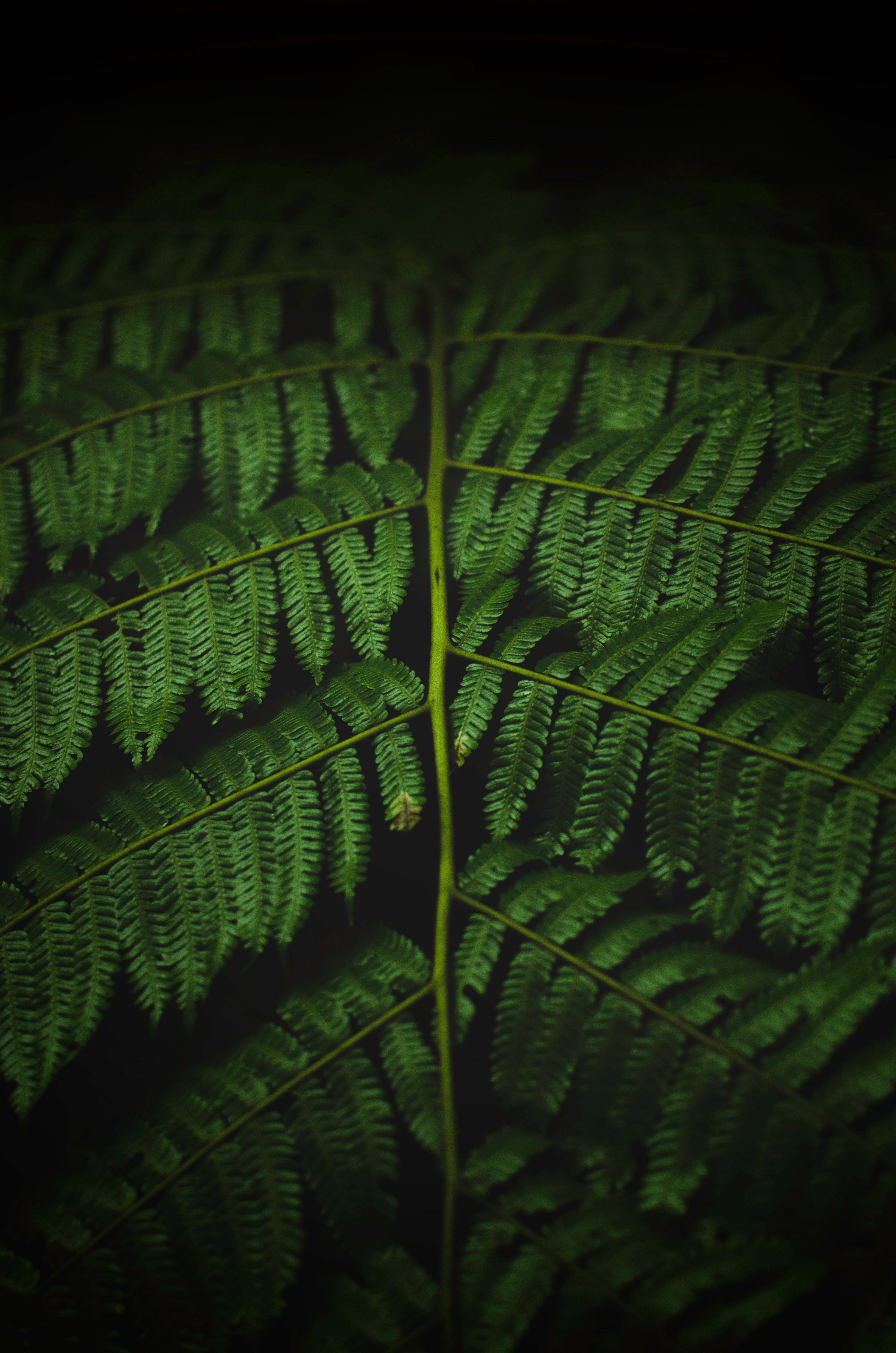 grow perfectly 4k, Phone HD Wallpaper