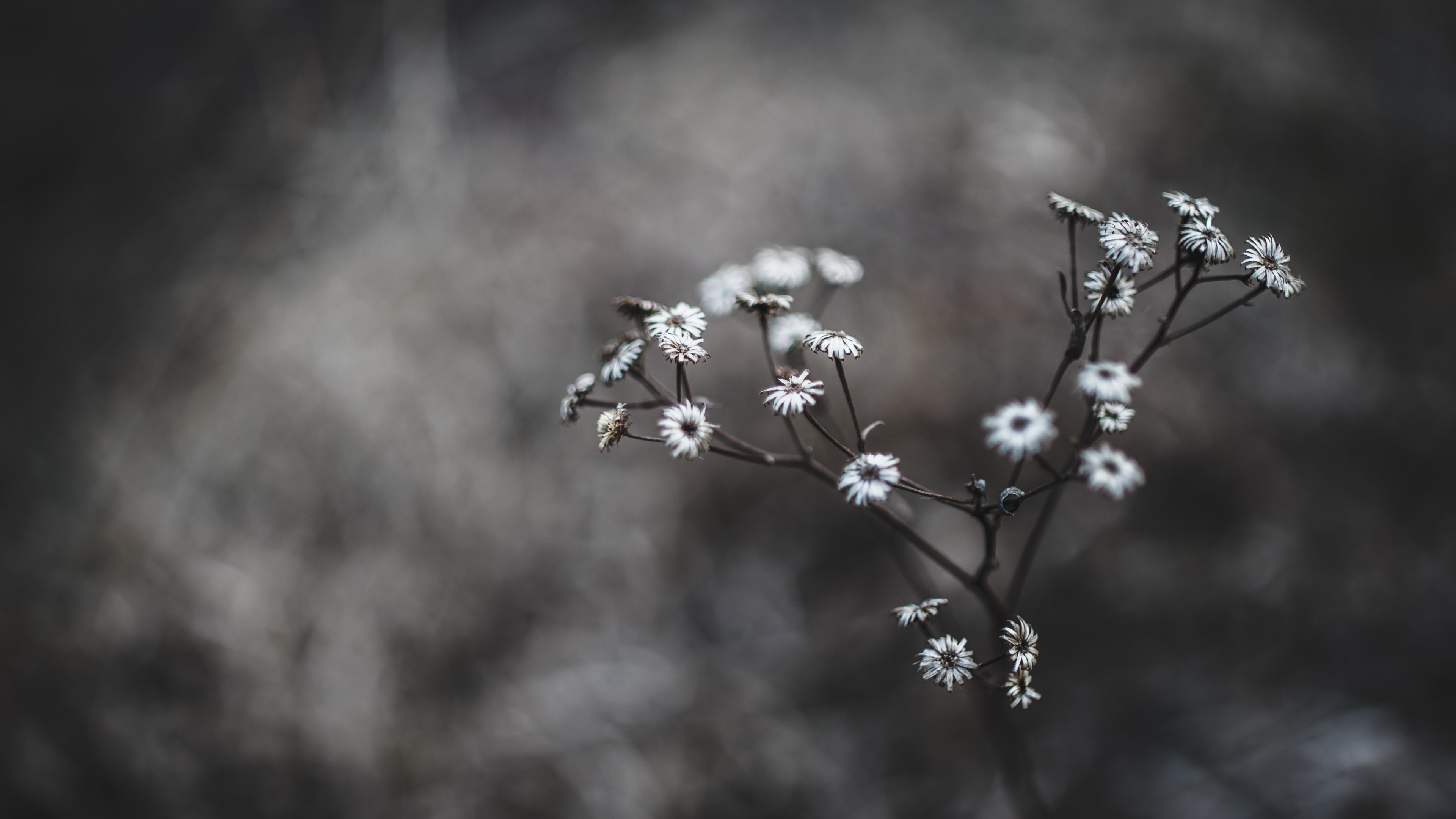 a close up of a white flowered plant against a bleak background, dry white flowers 4k, HD Wallpaper