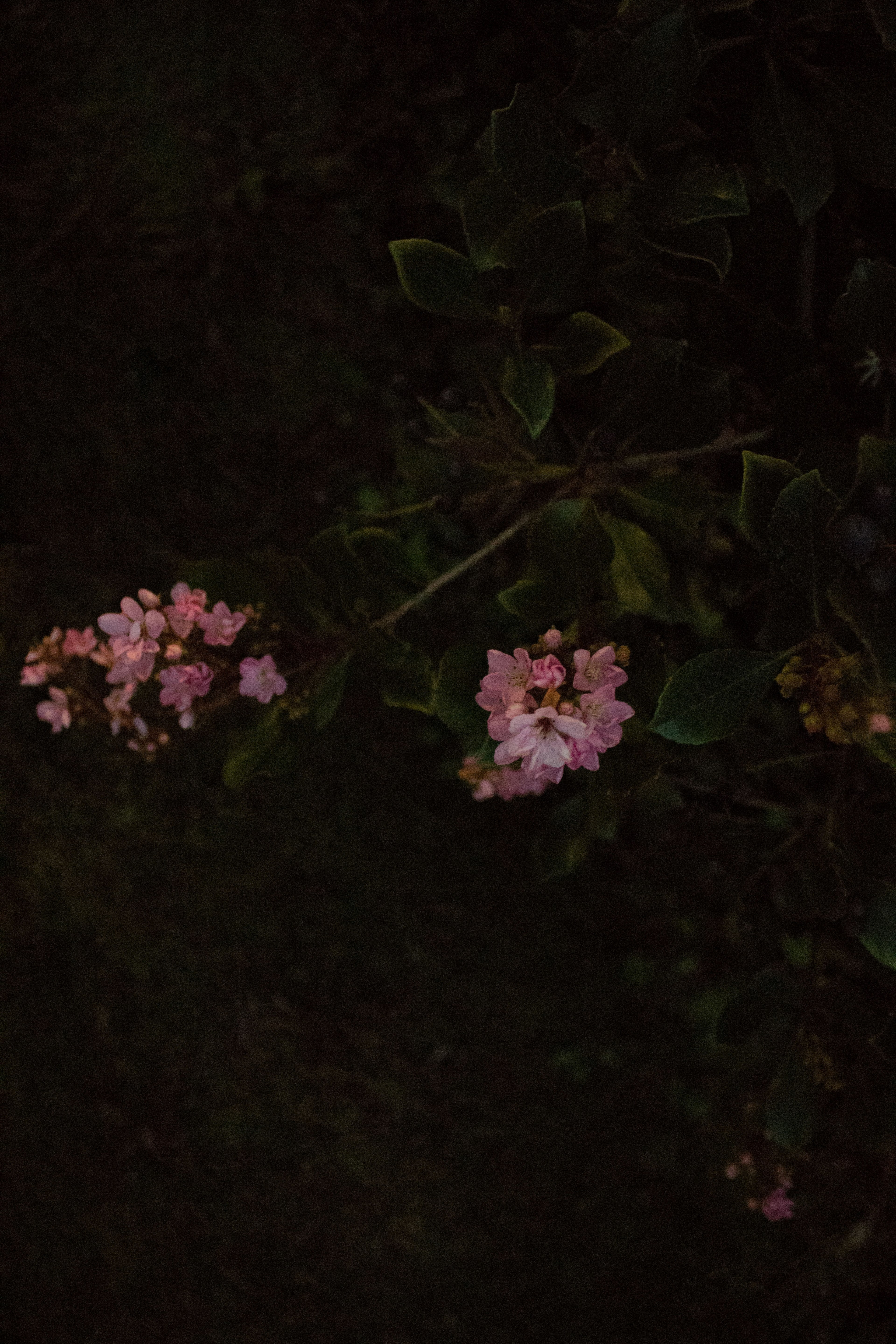 a dim shot of clusters of small pink flowers, pink flowers in the dark 4k, Phone HD Wallpaper