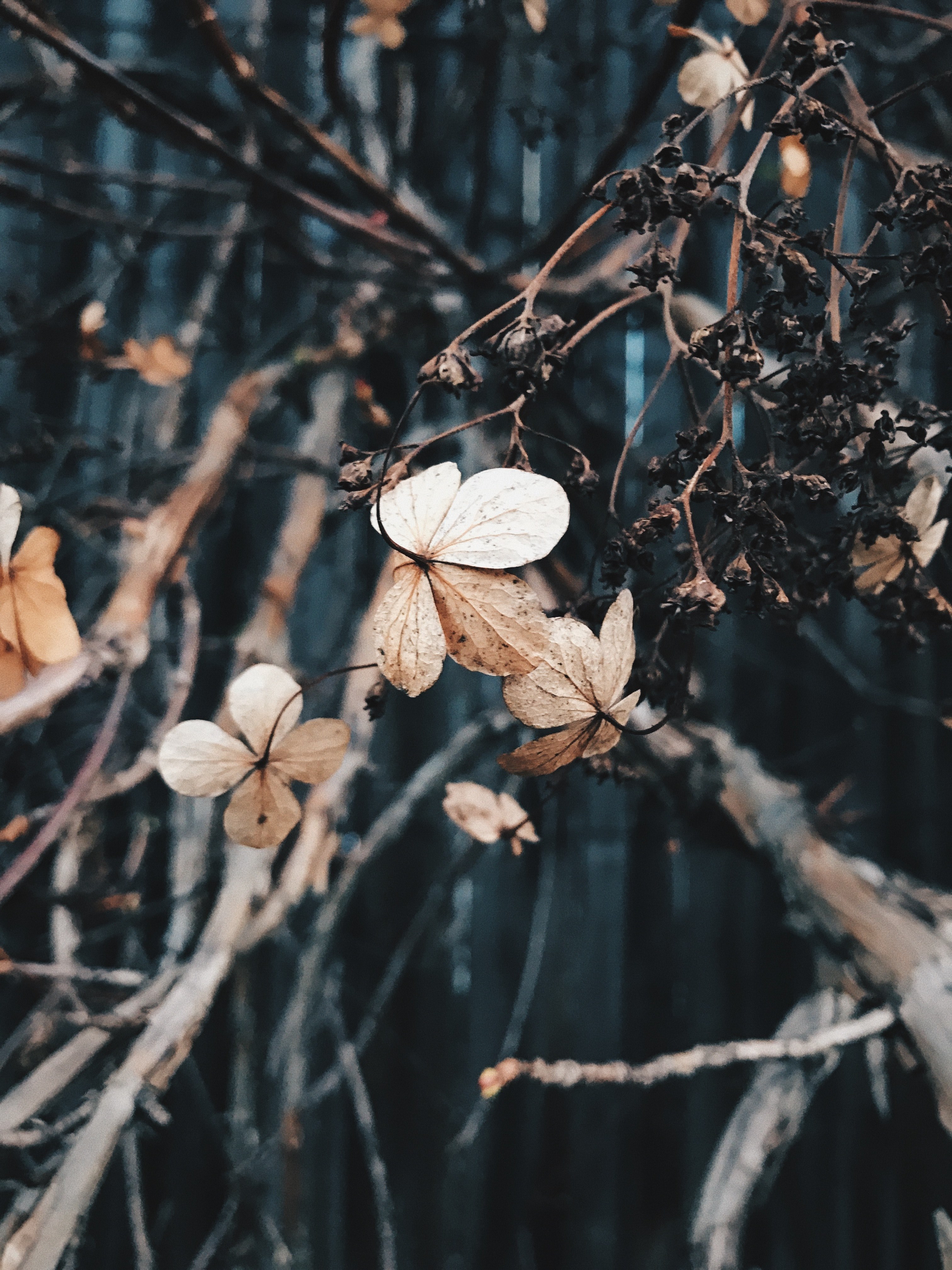 wooded bush branch and petal hd, 4k, Phone HD Wallpaper