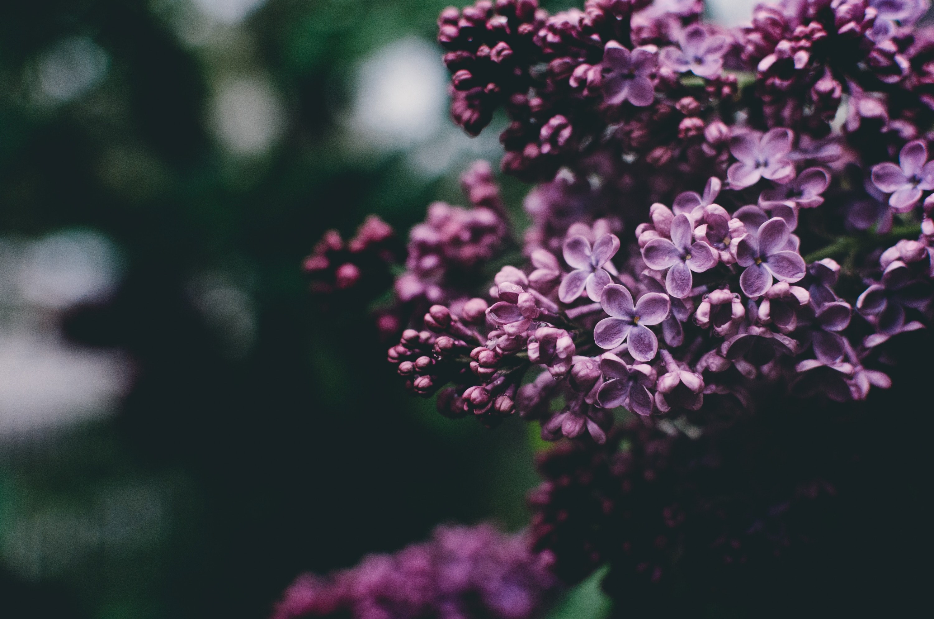 macro of floral lilac flower in full bloom in spring brookline, lilacs in full bloom 4k, HD Wallpaper
