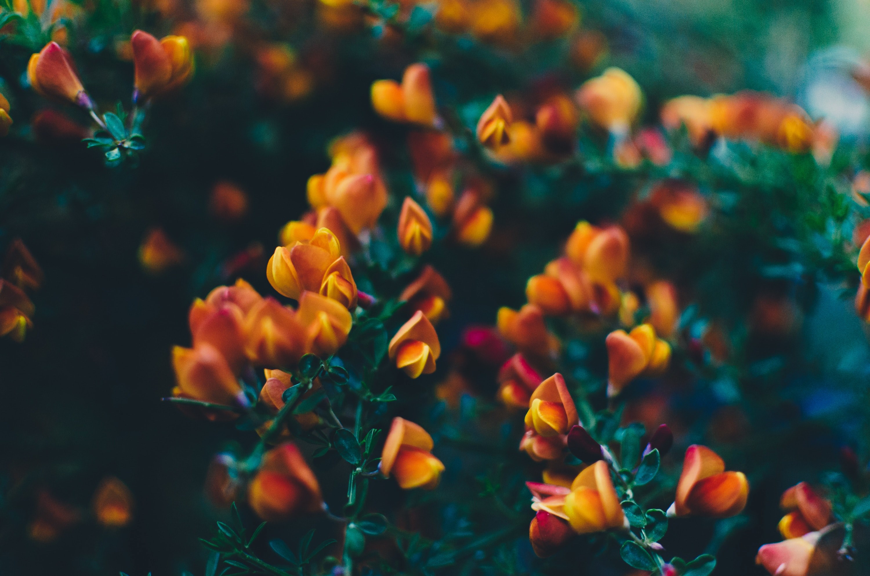 close up of budding orange and red flowers on long bush branches, budding fiery flowers 4k, HD Wallpaper