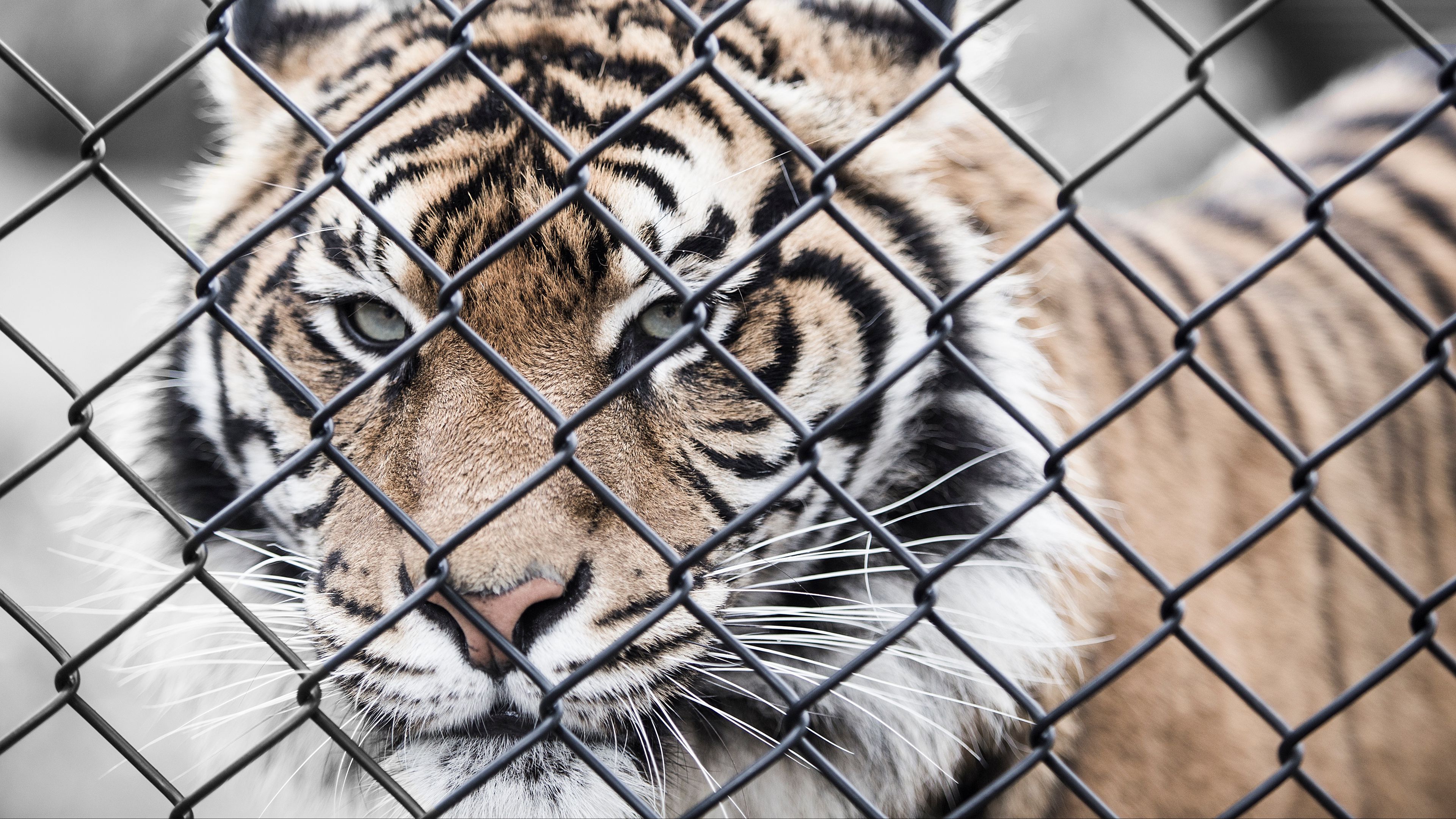 tiger, muzzle, fence, mesh, 4k, HD Wallpaper