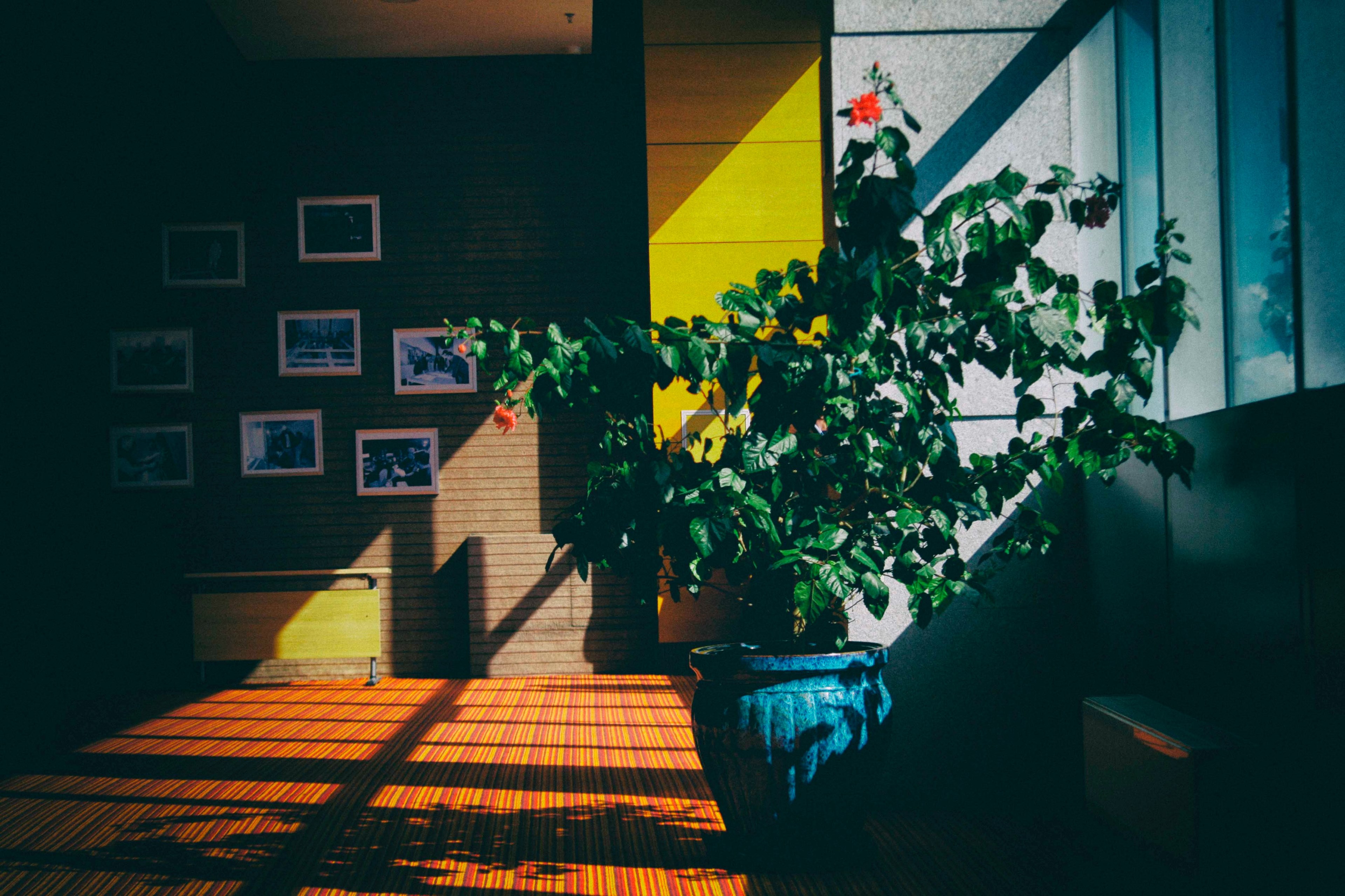 a large potted plant in a colorful interior with framed photos on the wall, flower 4k, HD Wallpaper