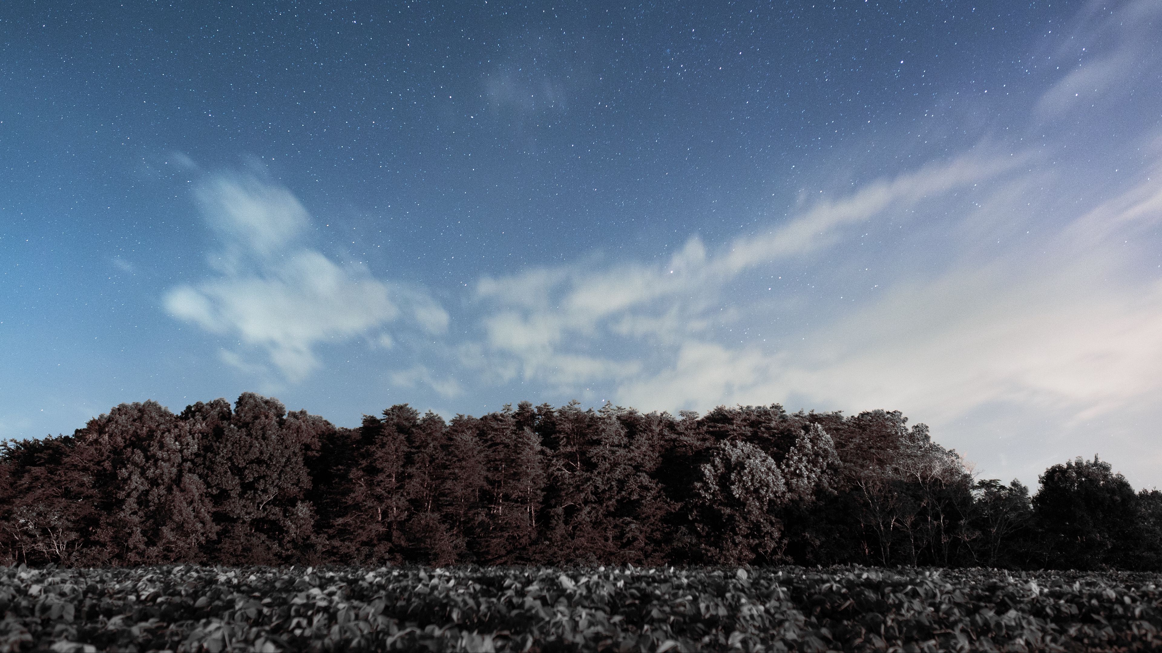 trees, sky, stars, clouds, 4k, HD Wallpaper