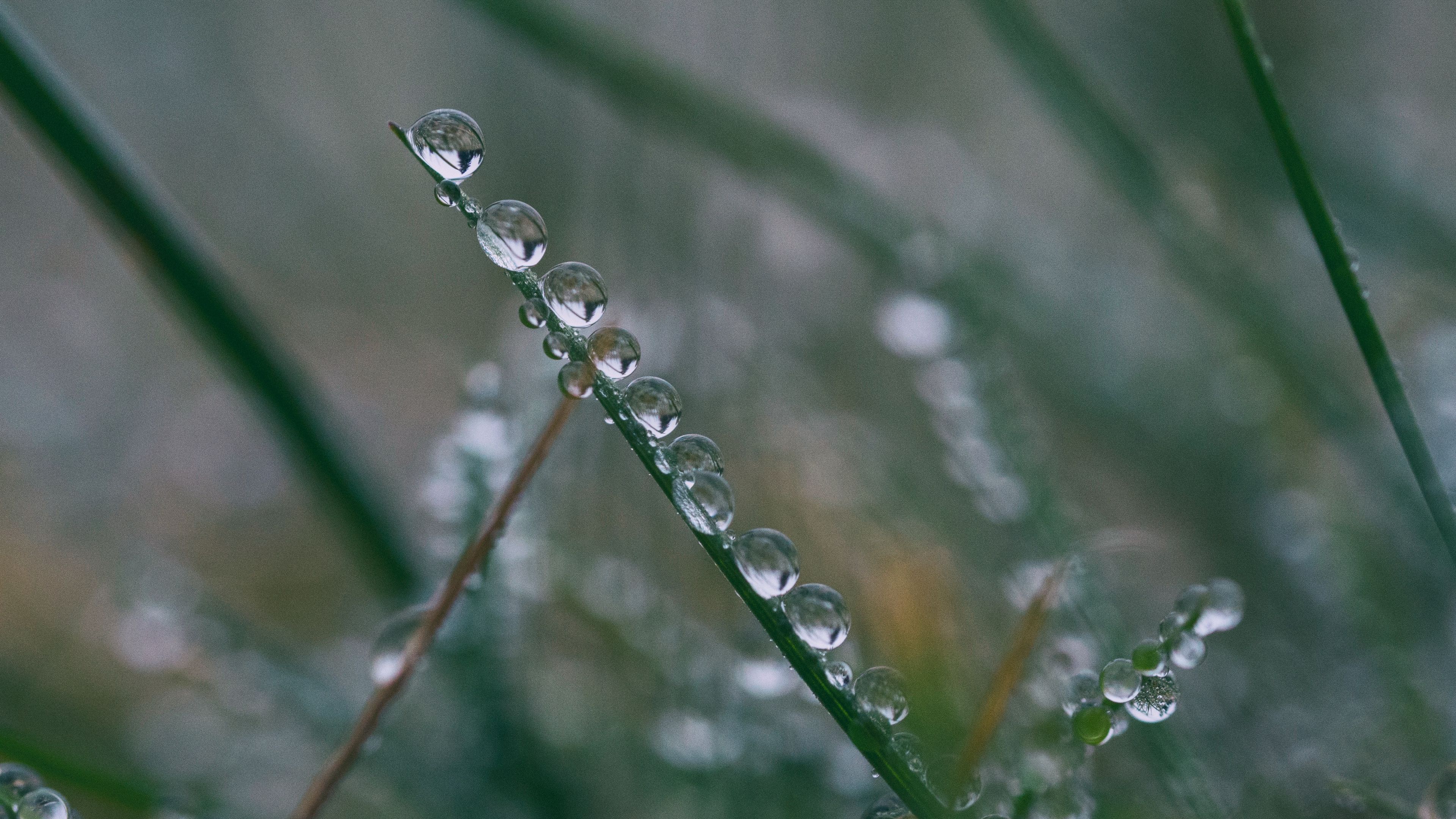 branch, drops, close-up, 4k, HD Wallpaper