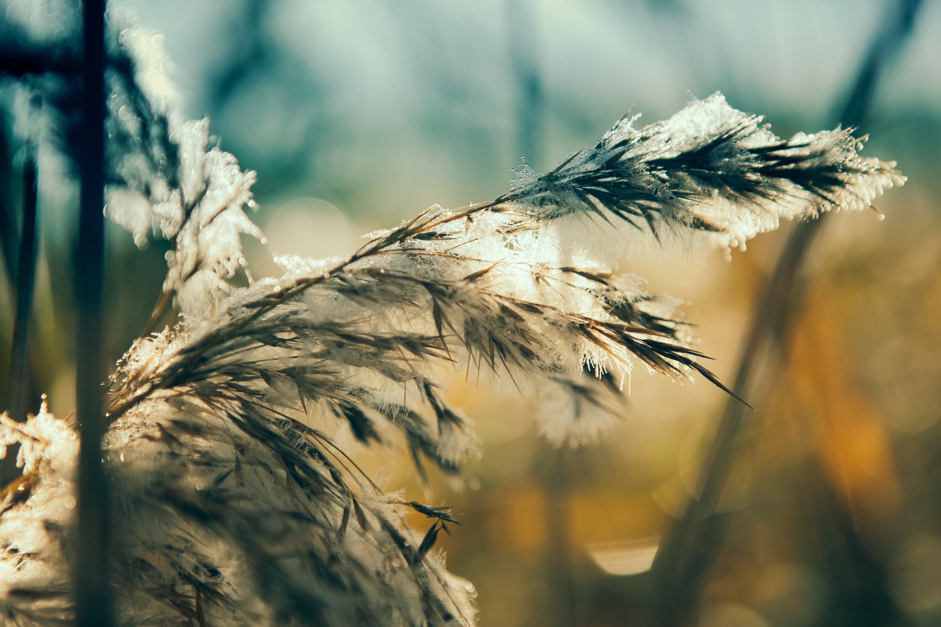 the flowers of a golden grass covered in ice crystals, frozen grass flowers 4k, HD Wallpaper