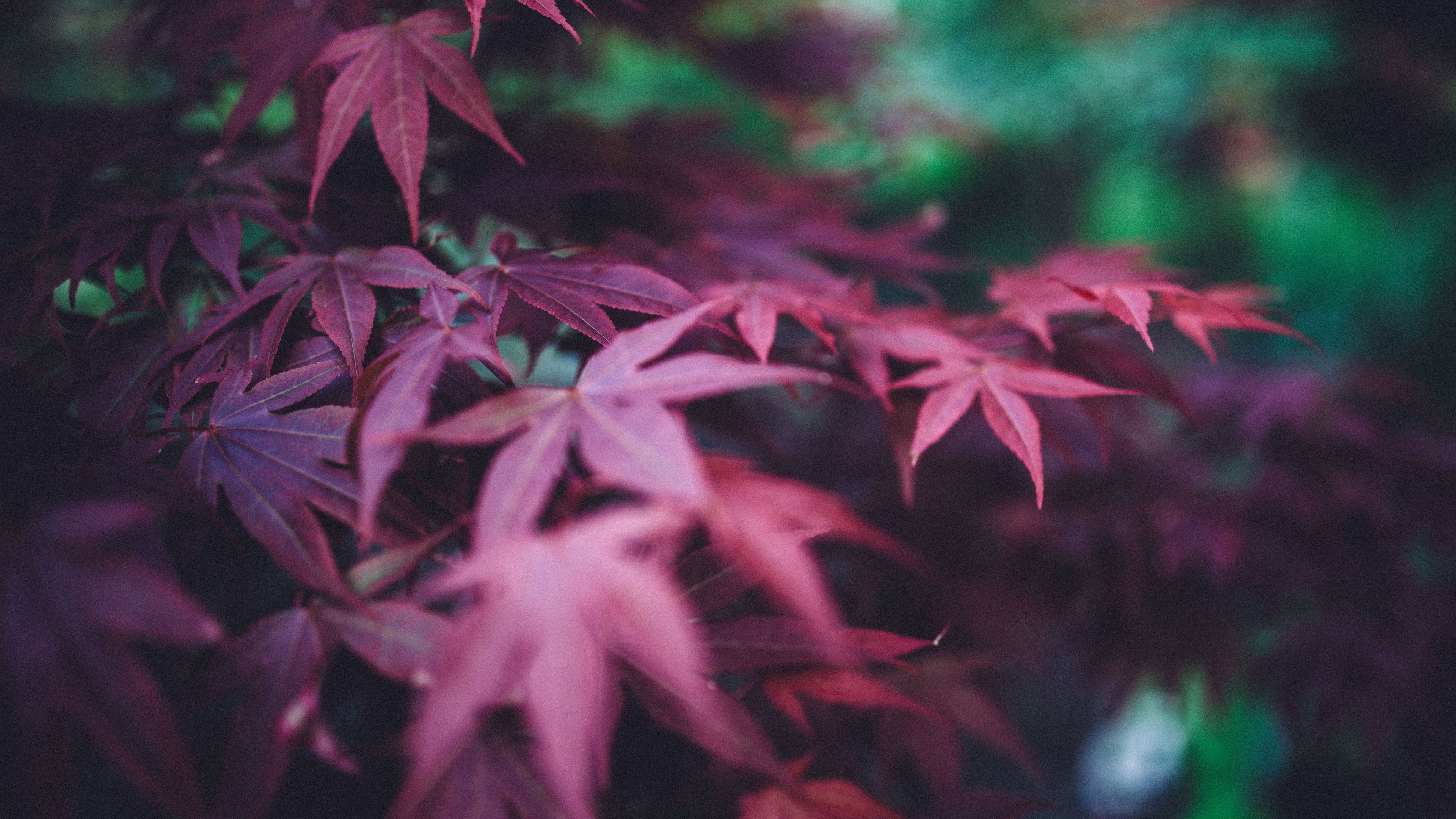 leaves, burgundy, branches, blur, 4k, HD Wallpaper