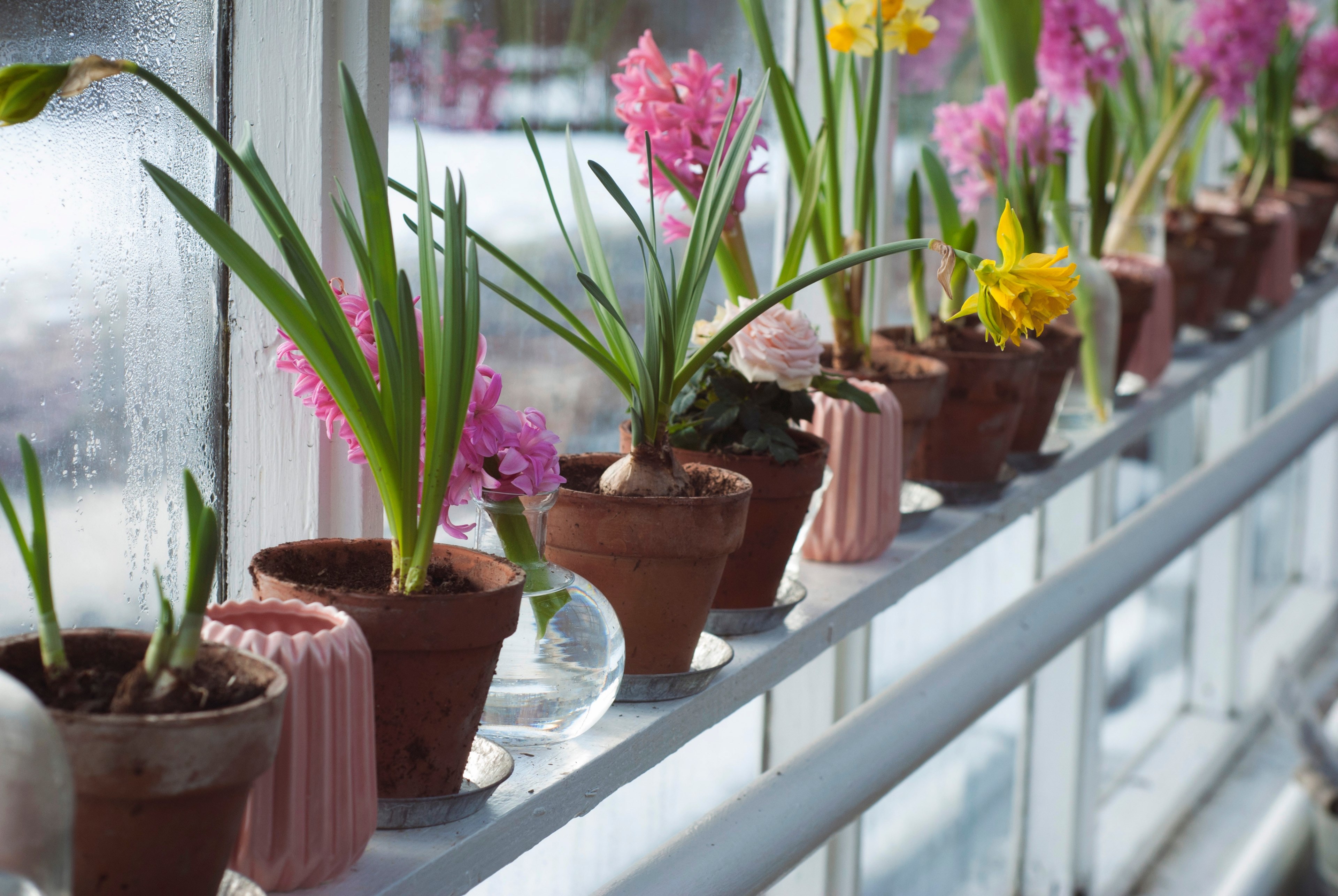 flower pots filled with yellow and pink flowers in a greenhouse in stockholm, stockholm greenhouse 4k, HD Wallpaper