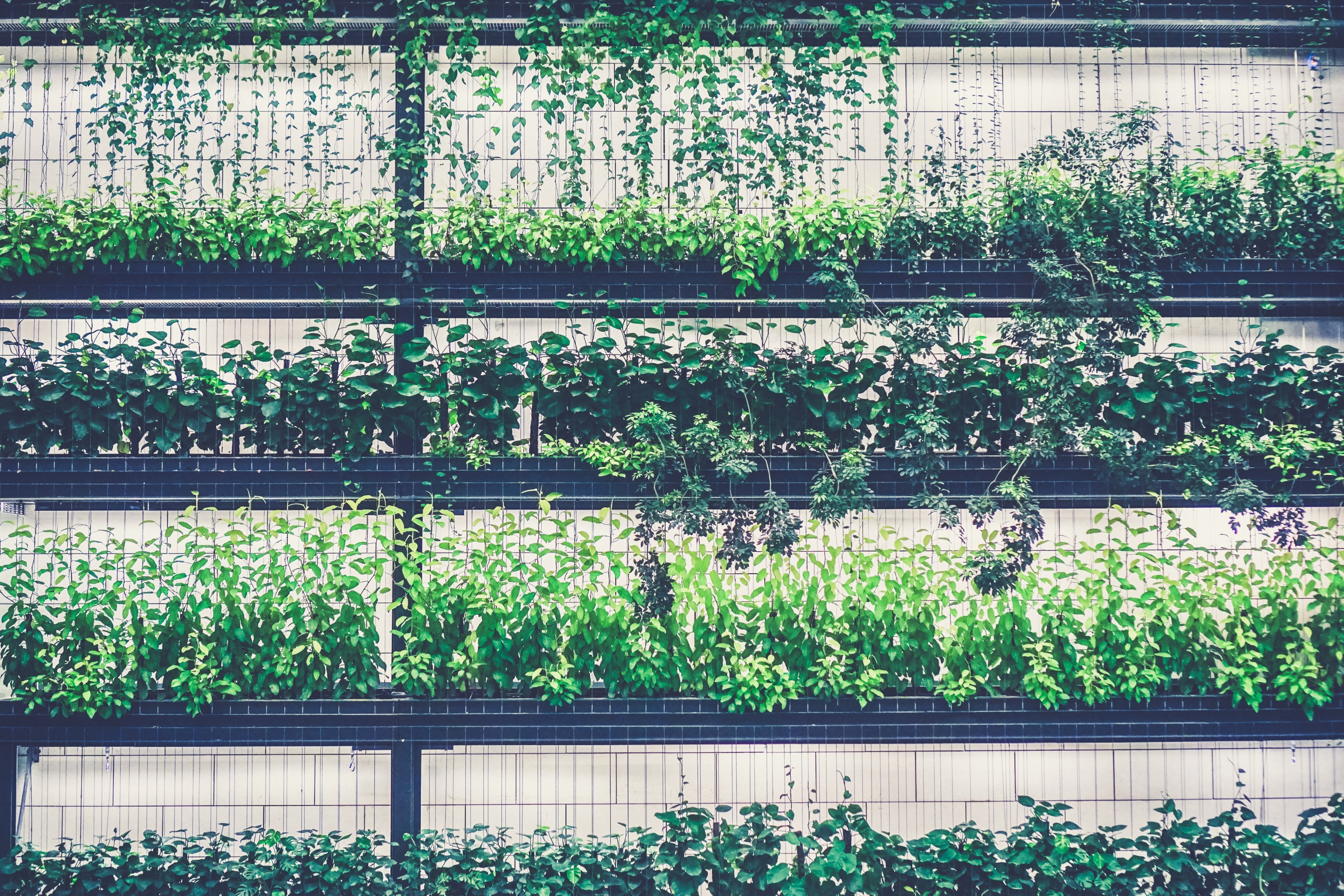 plant greenery nursery and green house 4k, HD Wallpaper