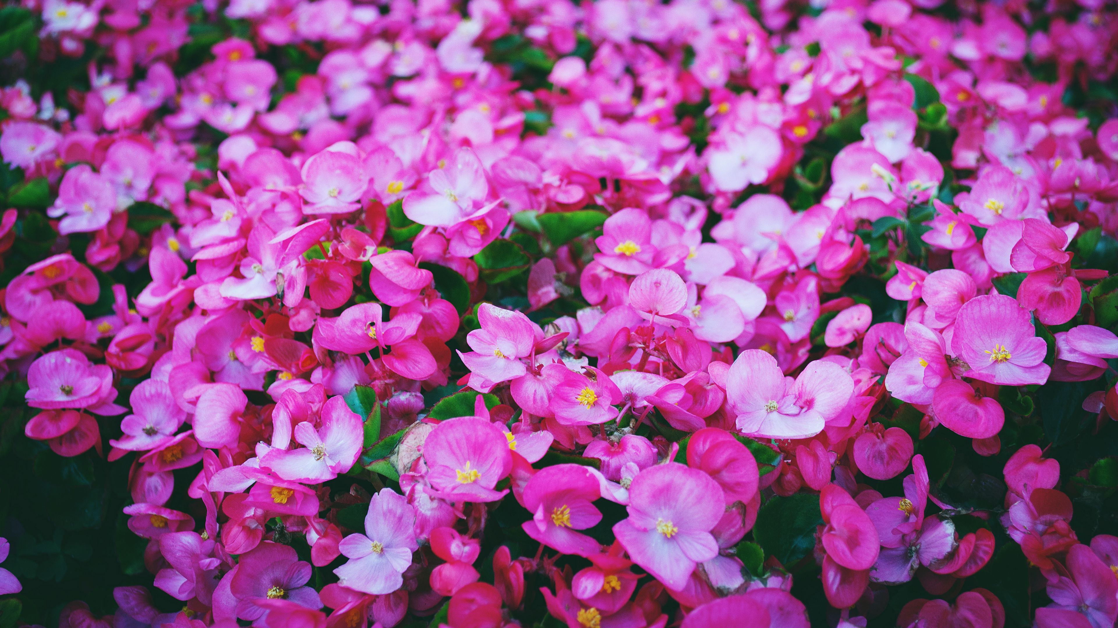 flowers, pink, meadow, bright, 4k, HD Wallpaper