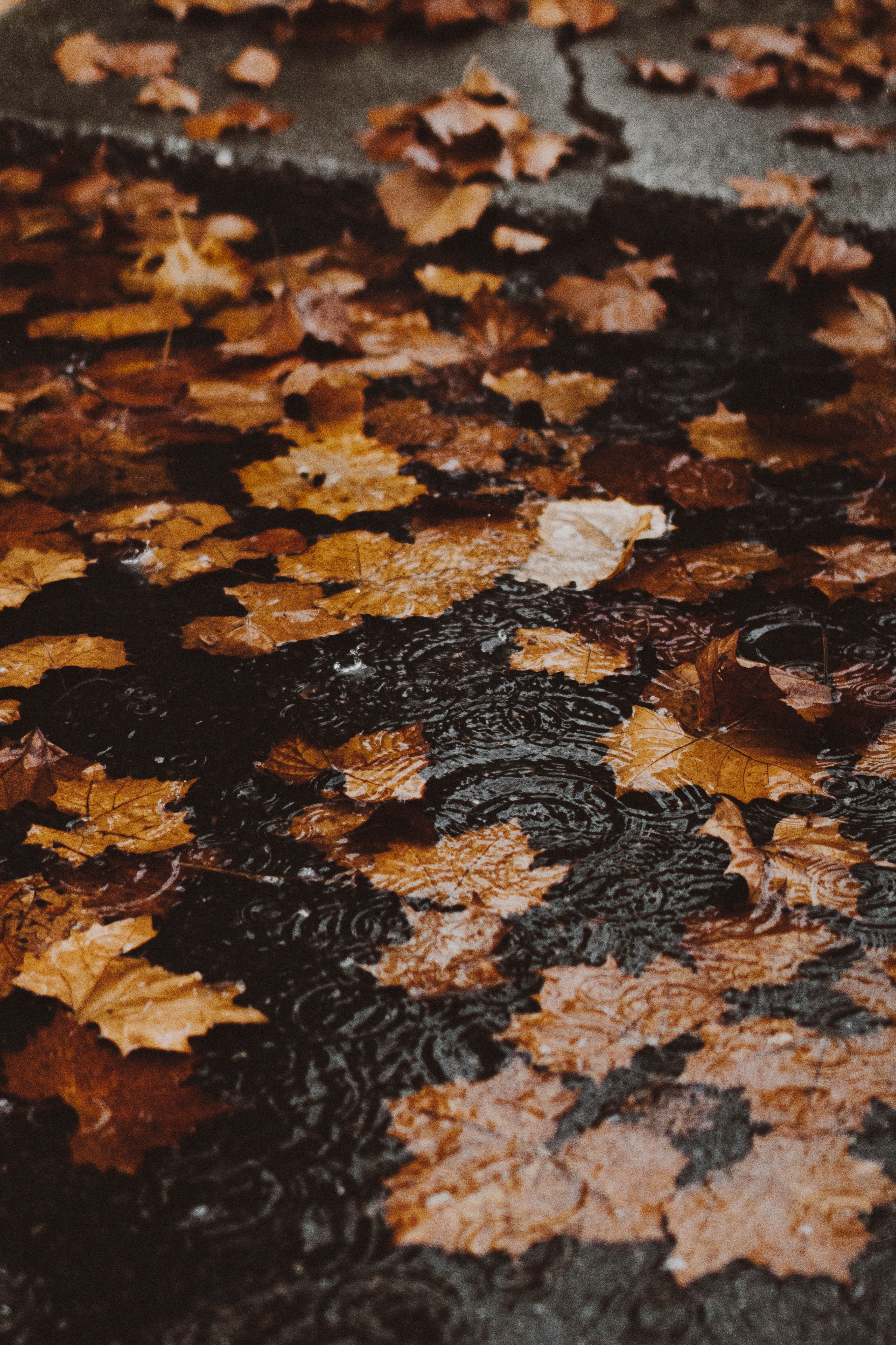 leaf autumn fall and wet hd, 4k, Phone HD Wallpaper