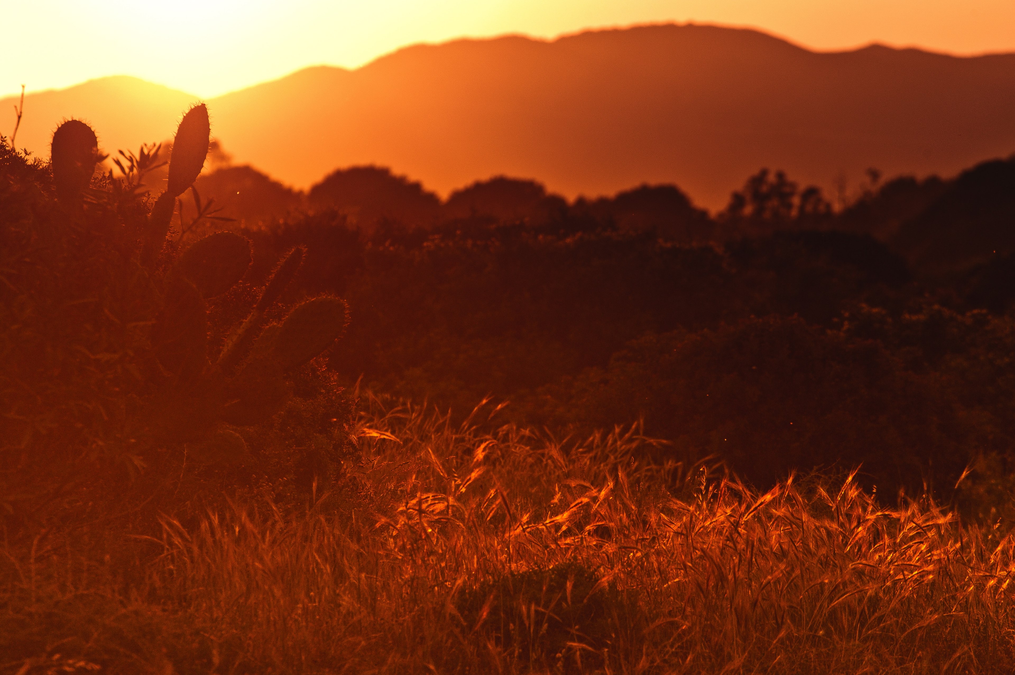 a red sunset over a hilly landscape covered with shrubs and cactuses, red dusk with cactuses 4k, HD Wallpaper