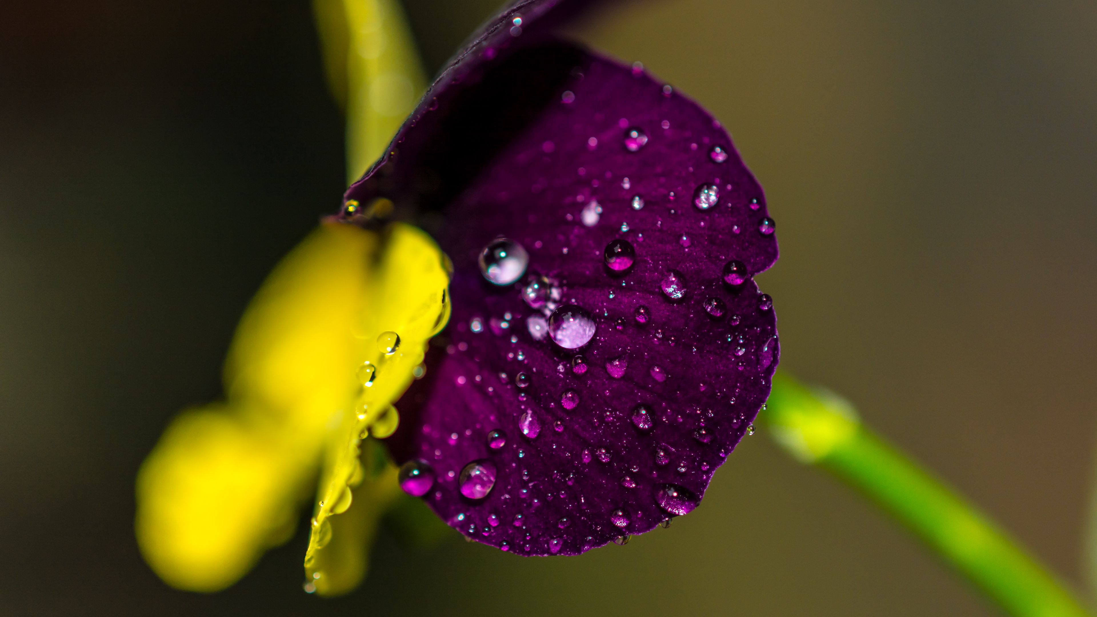 leaf, drops, close-up, 4k, HD Wallpaper