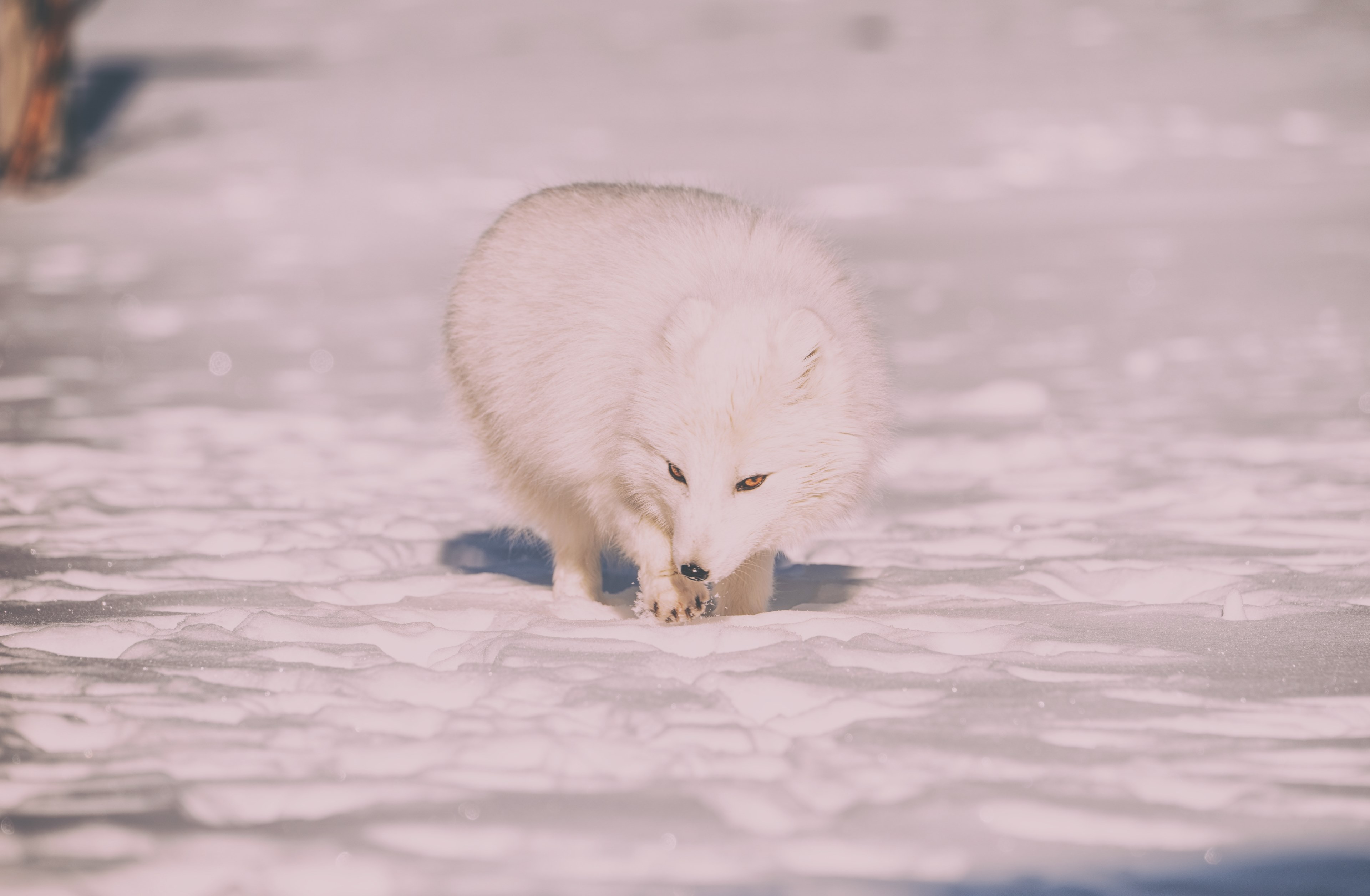 sniffing thru the snow 4k, HD Wallpaper