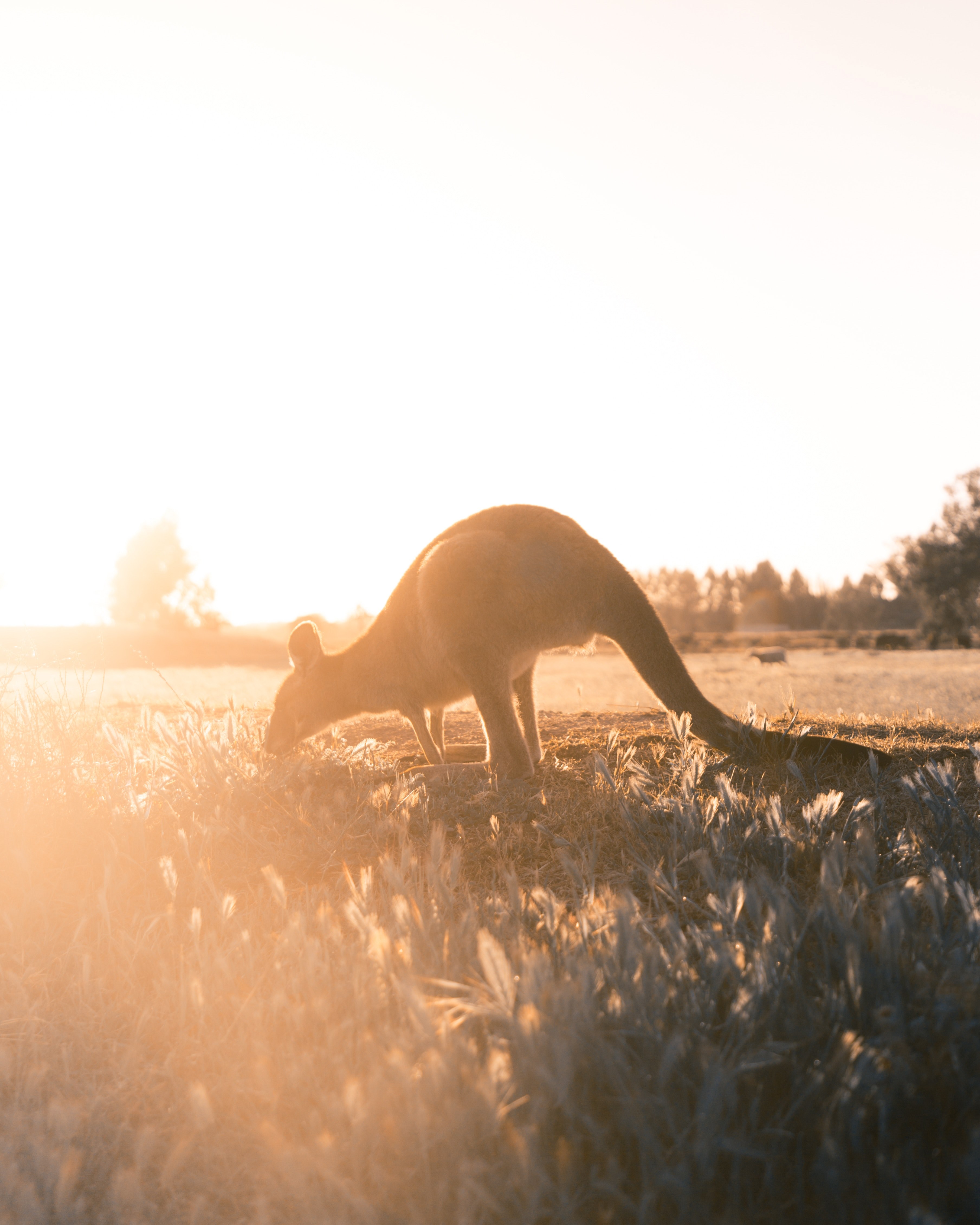 danger in the bush 4k, Phone HD Wallpaper