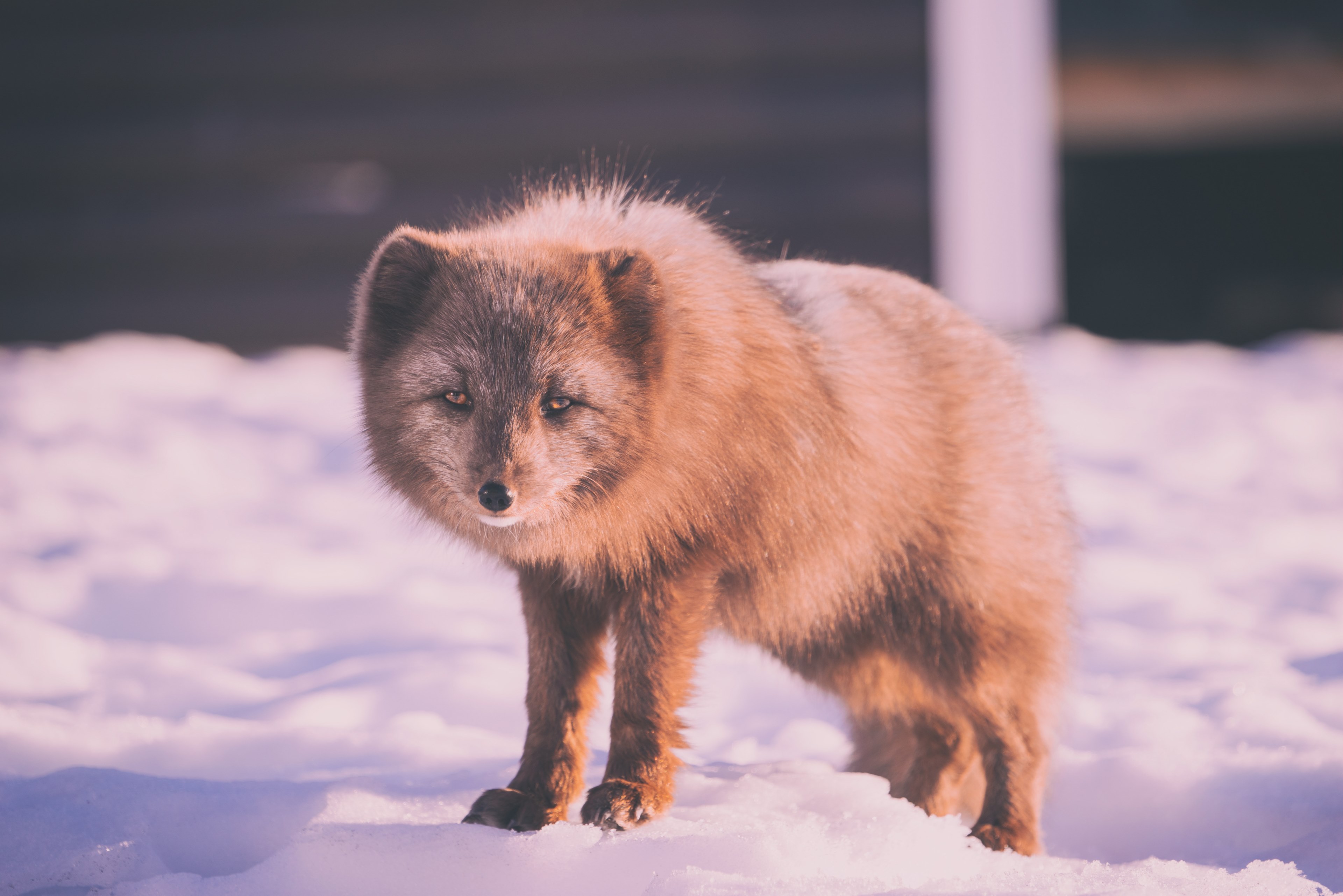 lonely arctic fox stands on a pile of snow in the winter, tired of life 4k, HD Wallpaper