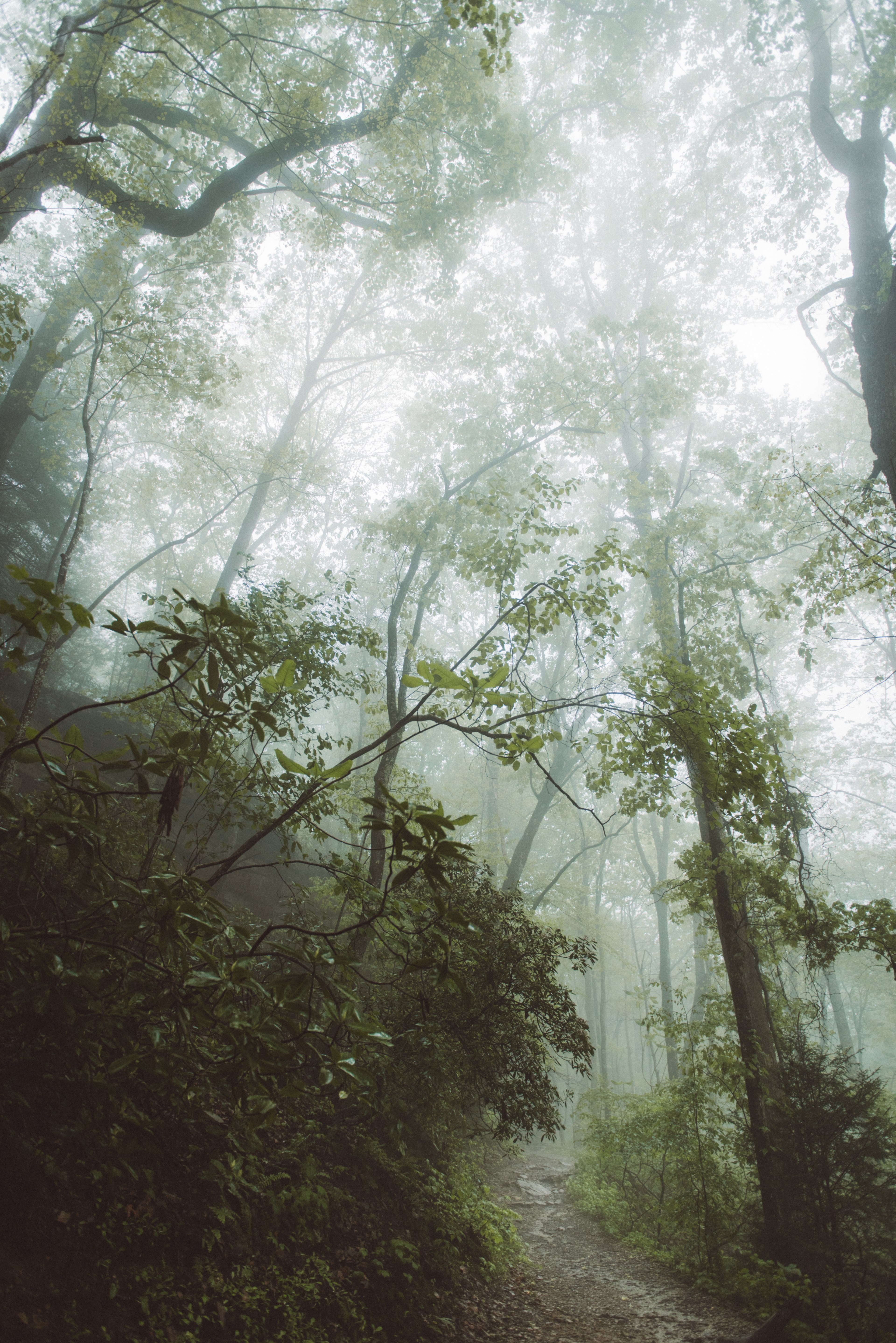 tree mood moody and raining hd, 4k, Phone HD Wallpaper