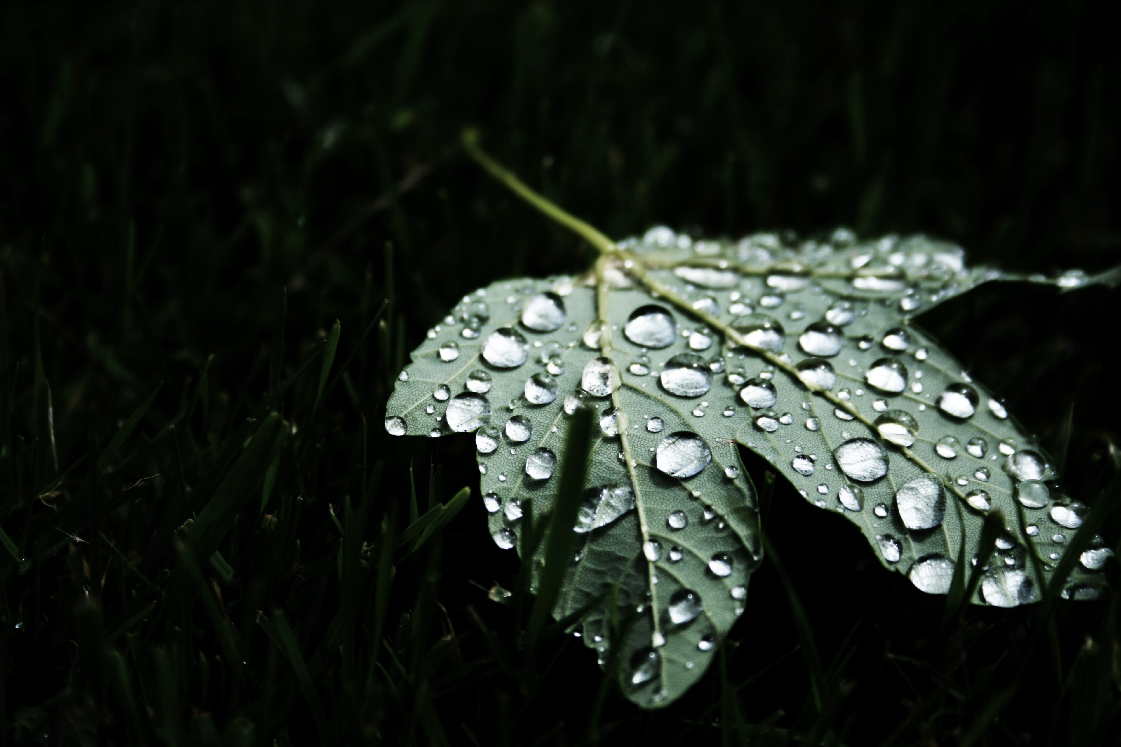 a macro shot of large round droplets of water on a green maple leaf, droplets on a maple leaf 4k, HD Wallpaper